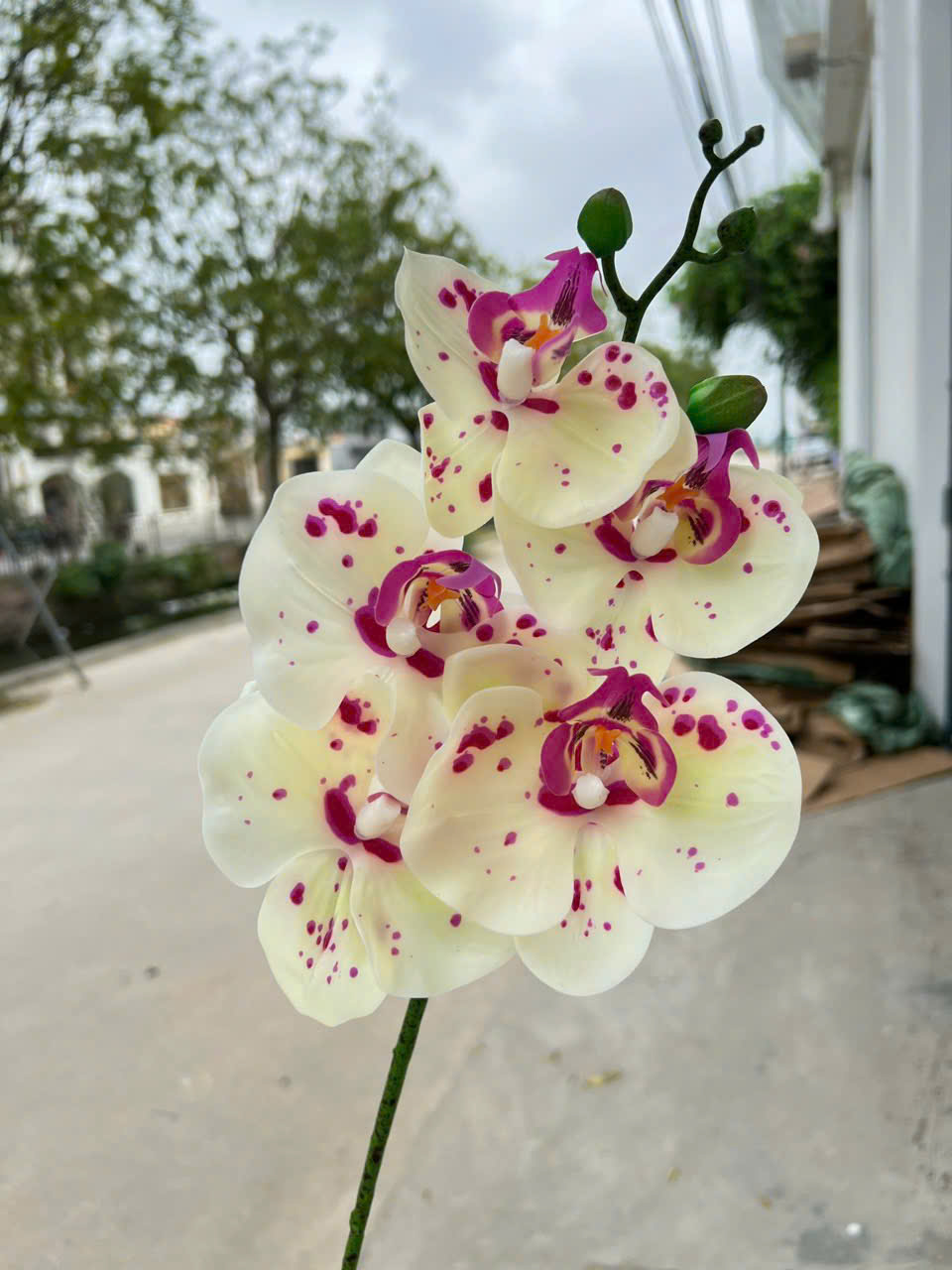 Cành Lan Ướt 7 Bông Hoa Lụa Trang Trí Đám Cưới – Sang Trọng Như Hoa Thật, Decor Sự Kiện Cao Cấp, Bền Đẹp Tiết Kiệm_thumbnail_5