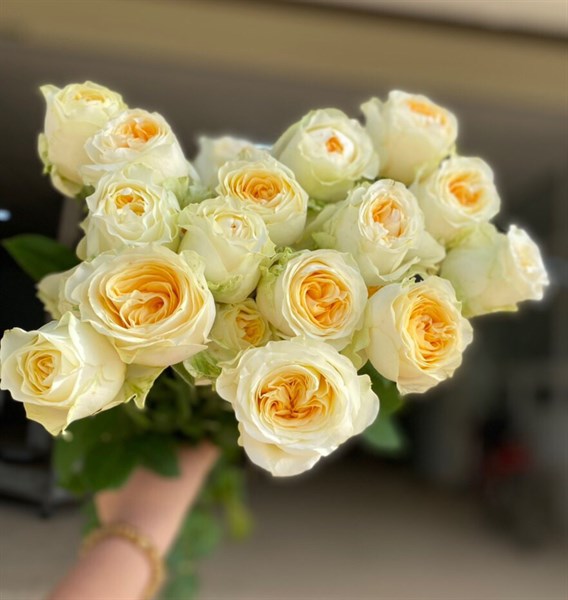 Hồng Butter Cup (Victor) Đà Lạt_2