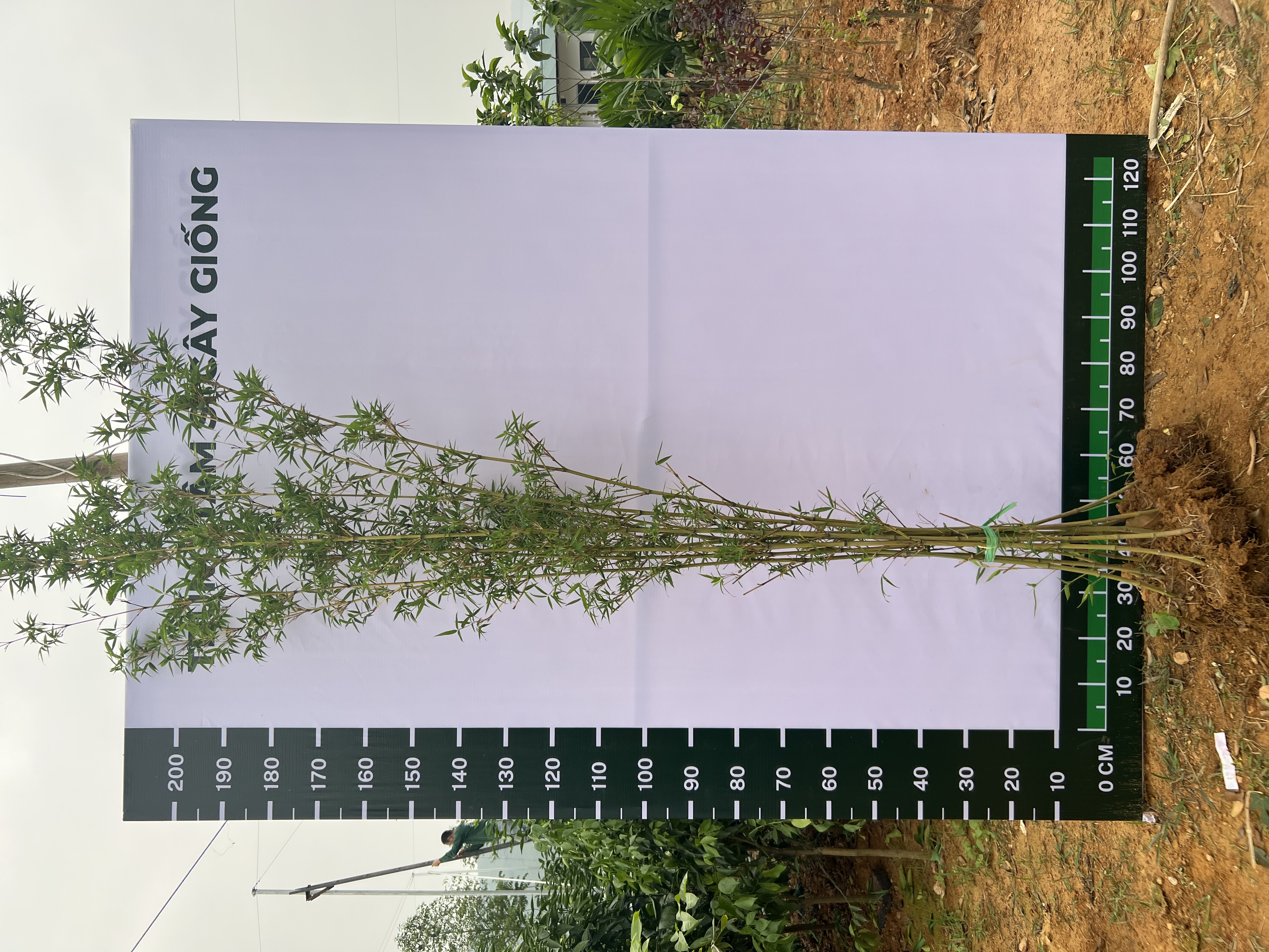 Trúc quân tử cao 2-2.2m PT143 CALATA
