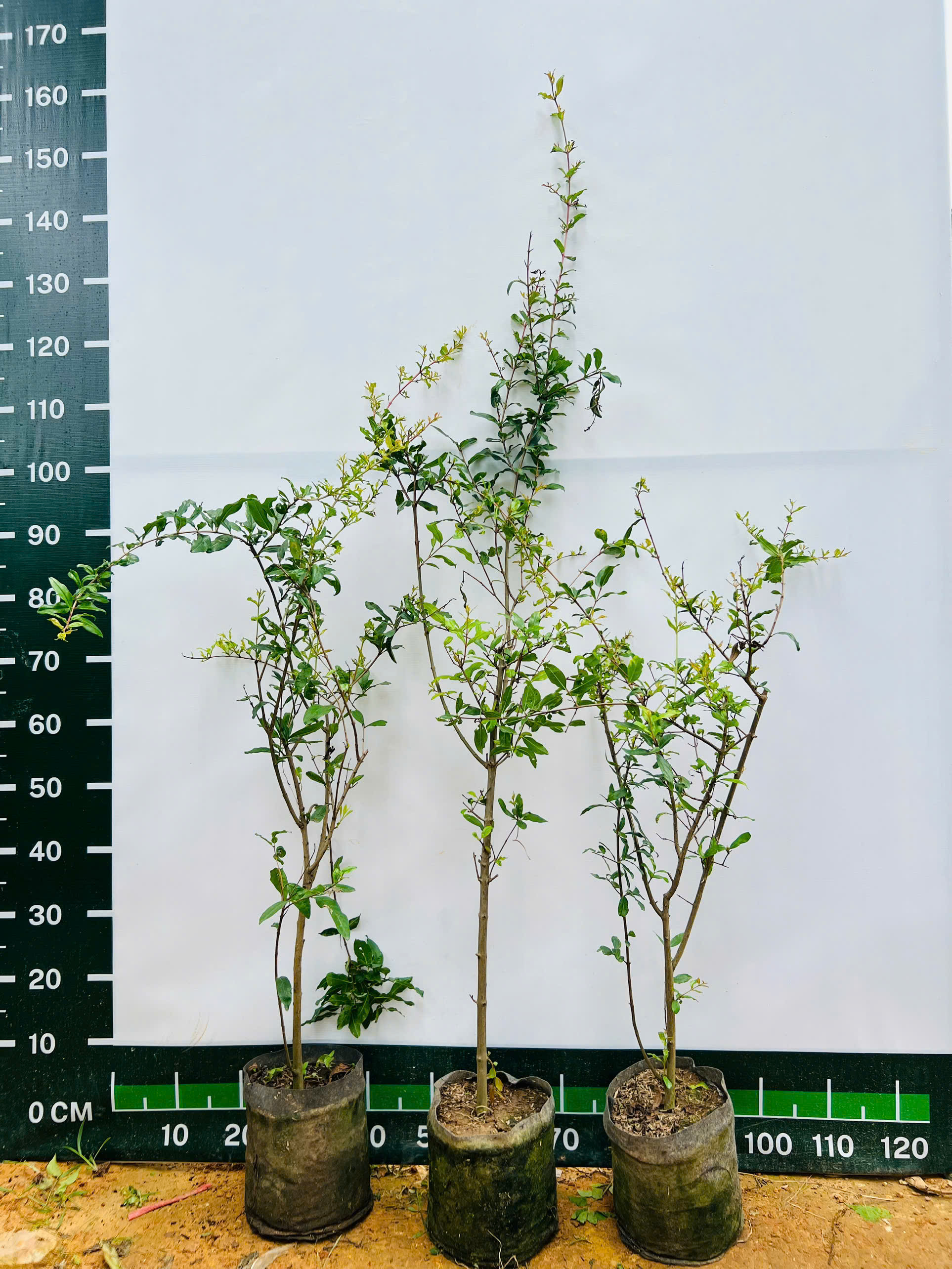 Lựu đỏ ấn độ cao 60-80cm PT219 CALATA_thumbnail_4