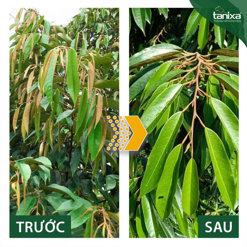 Bộ mở lá - So cơi Tanixa_thumbnail_6