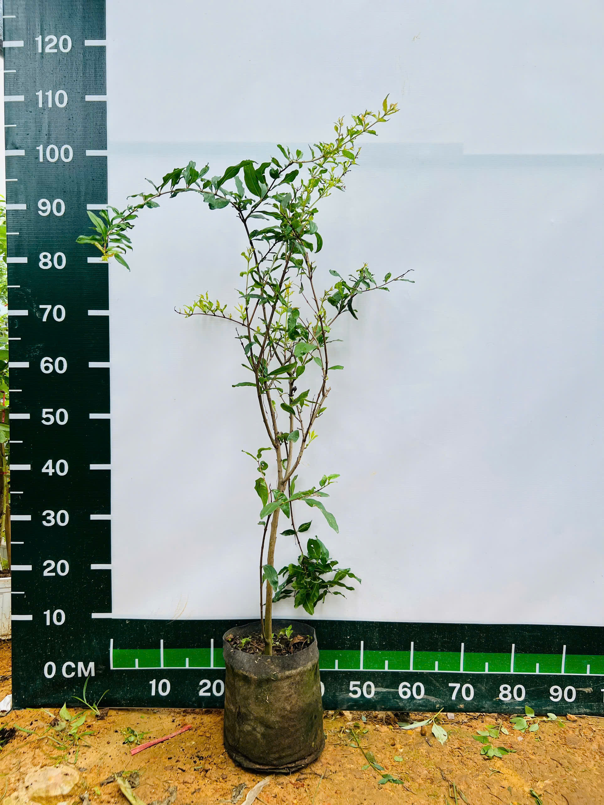 Lựu đỏ ấn độ cao 60-80cm PT219 CALATA