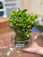 KOKEDAMA CHẬU THUỶ TINH_thumbnail_1