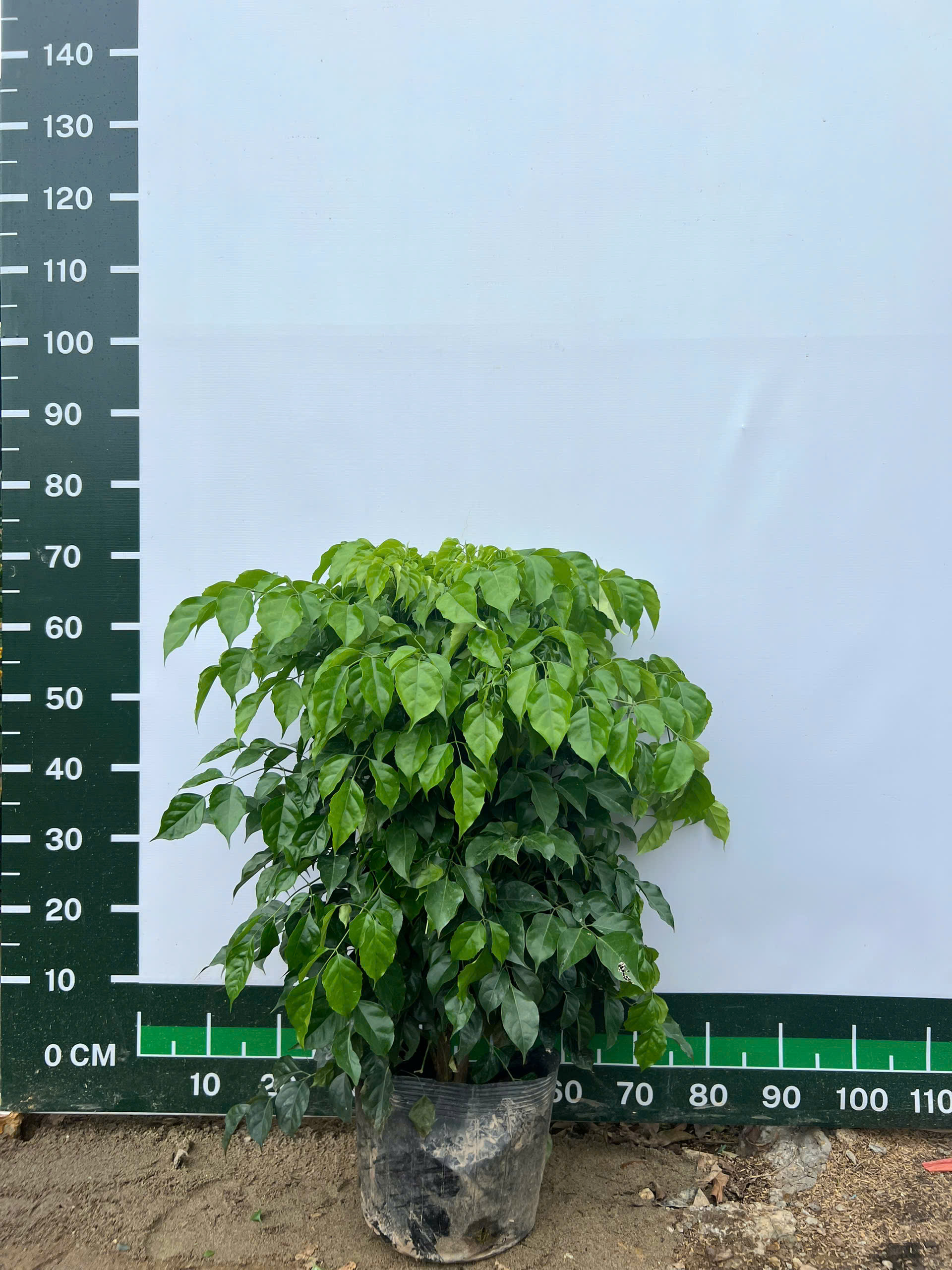 [THANH LÝ] Hạnh phúc cao 55-70cm PT214 CALATA