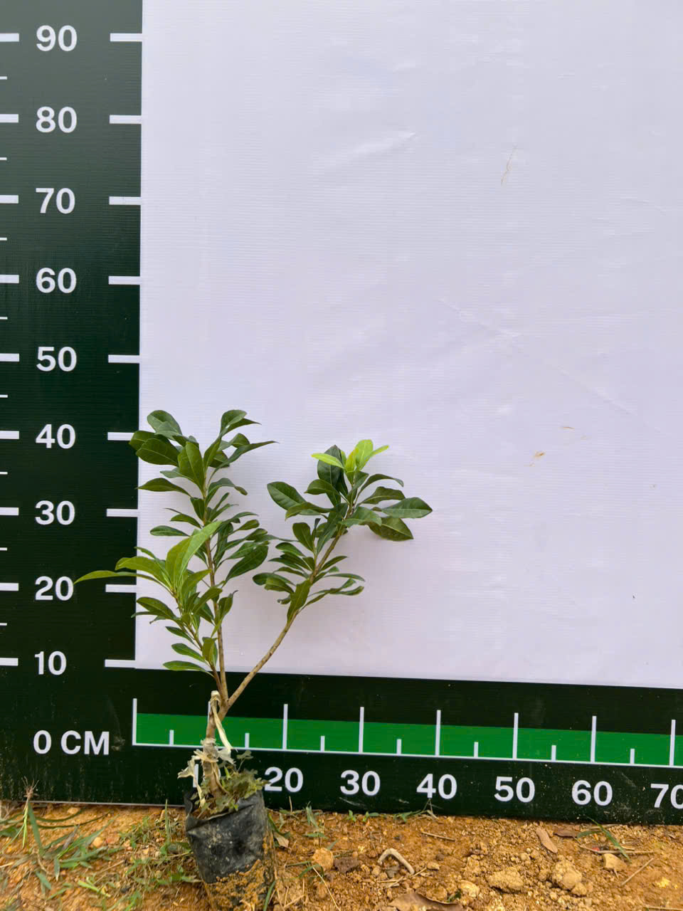 Thanh mai cao 50-60cm PT99 CALATA_thumbnail_3