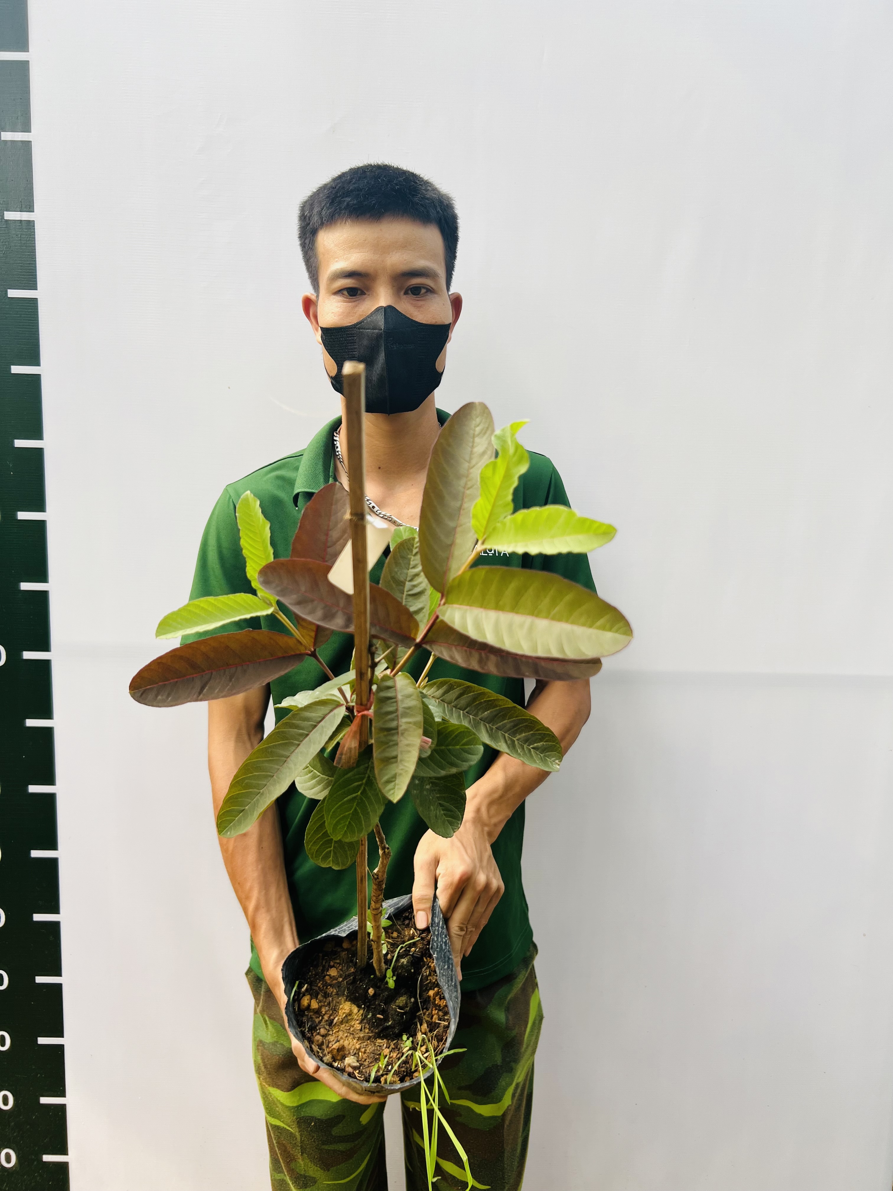 Ổi Sisaket 3 ghép cành cao 45-60cm OSK-01 CALATA_thumbnail_2
