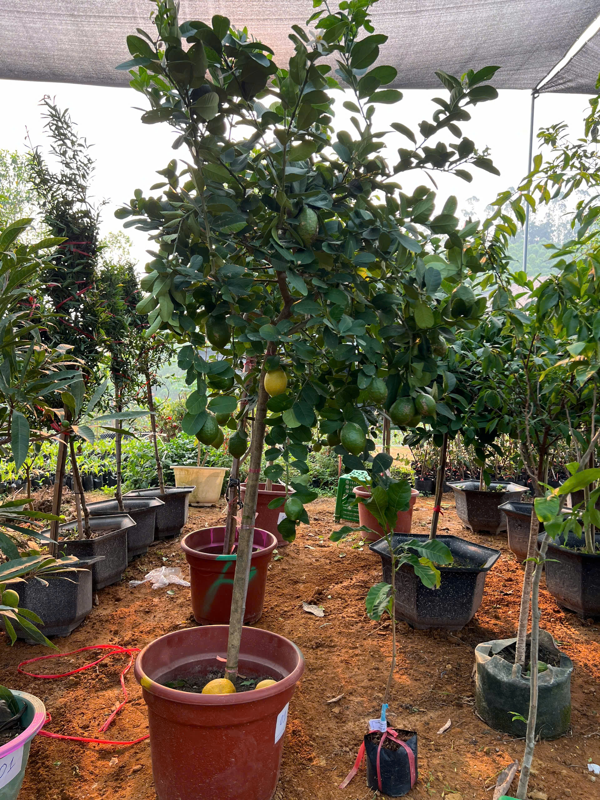 Chanh vàng mỹ cao 2-2.5m PT166 CALATA_thumbnail_5