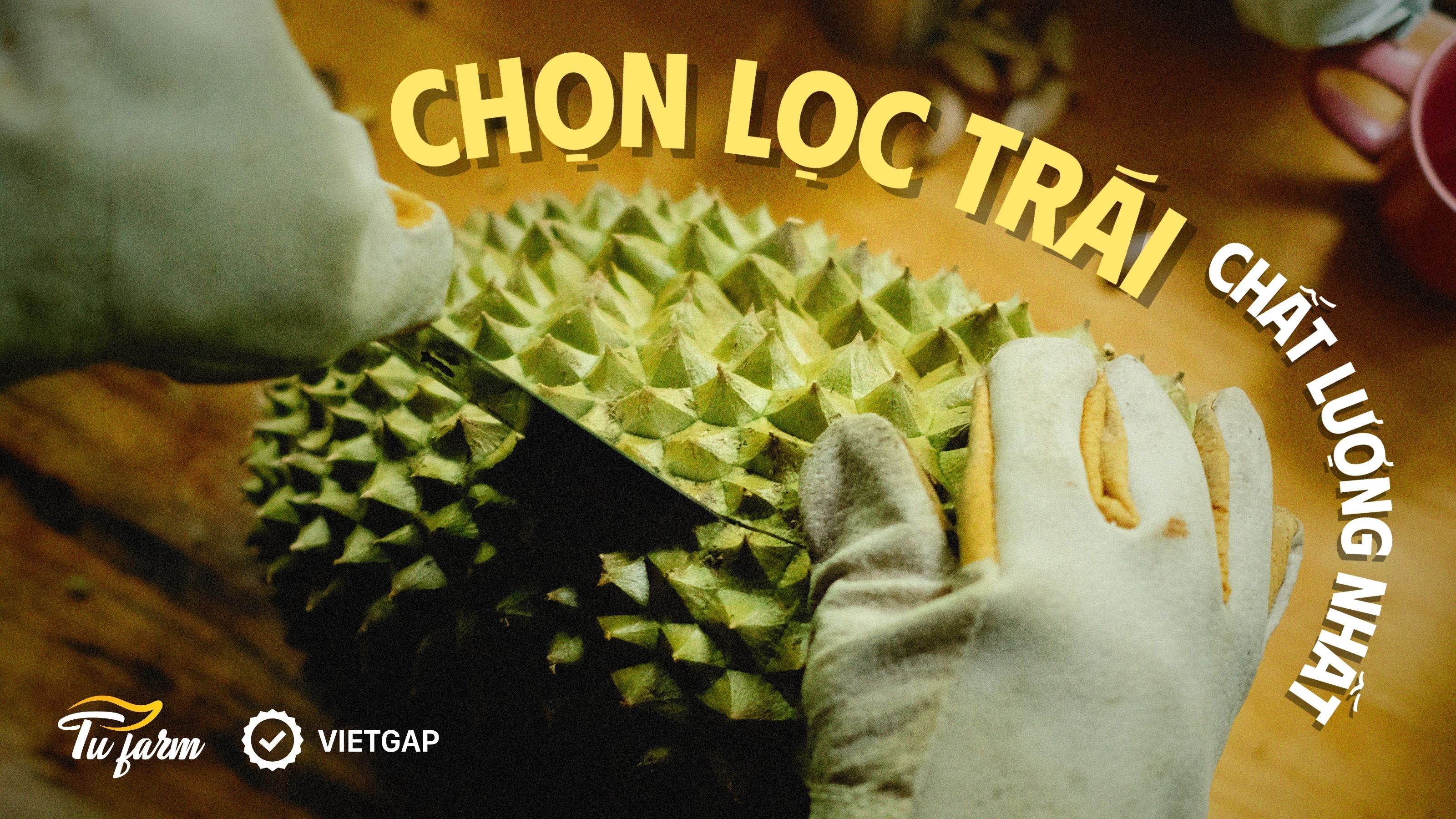chọn lựa từng trái chất lượng 