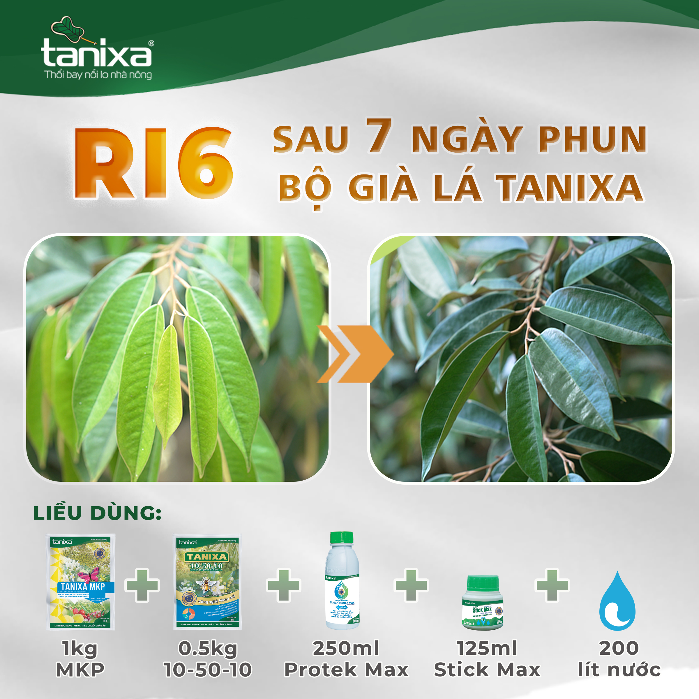 Bộ già lá Tanixa_thumbnail_7