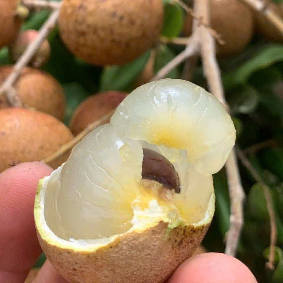 Nhãn Xuồng_thumbnail_2