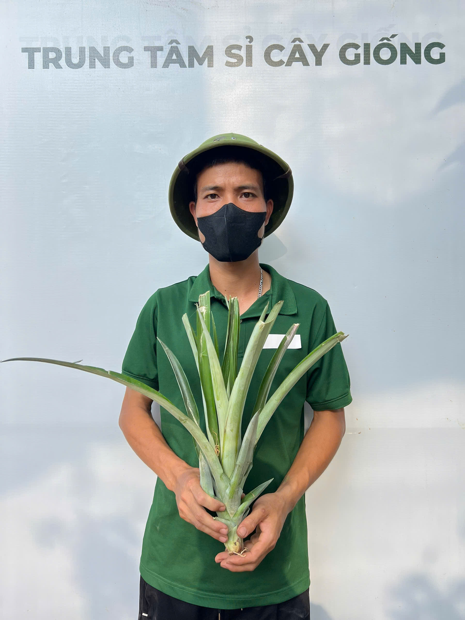 Dứa mật Cayenne cao 25-35cm PT222 CALATA_thumbnail_1