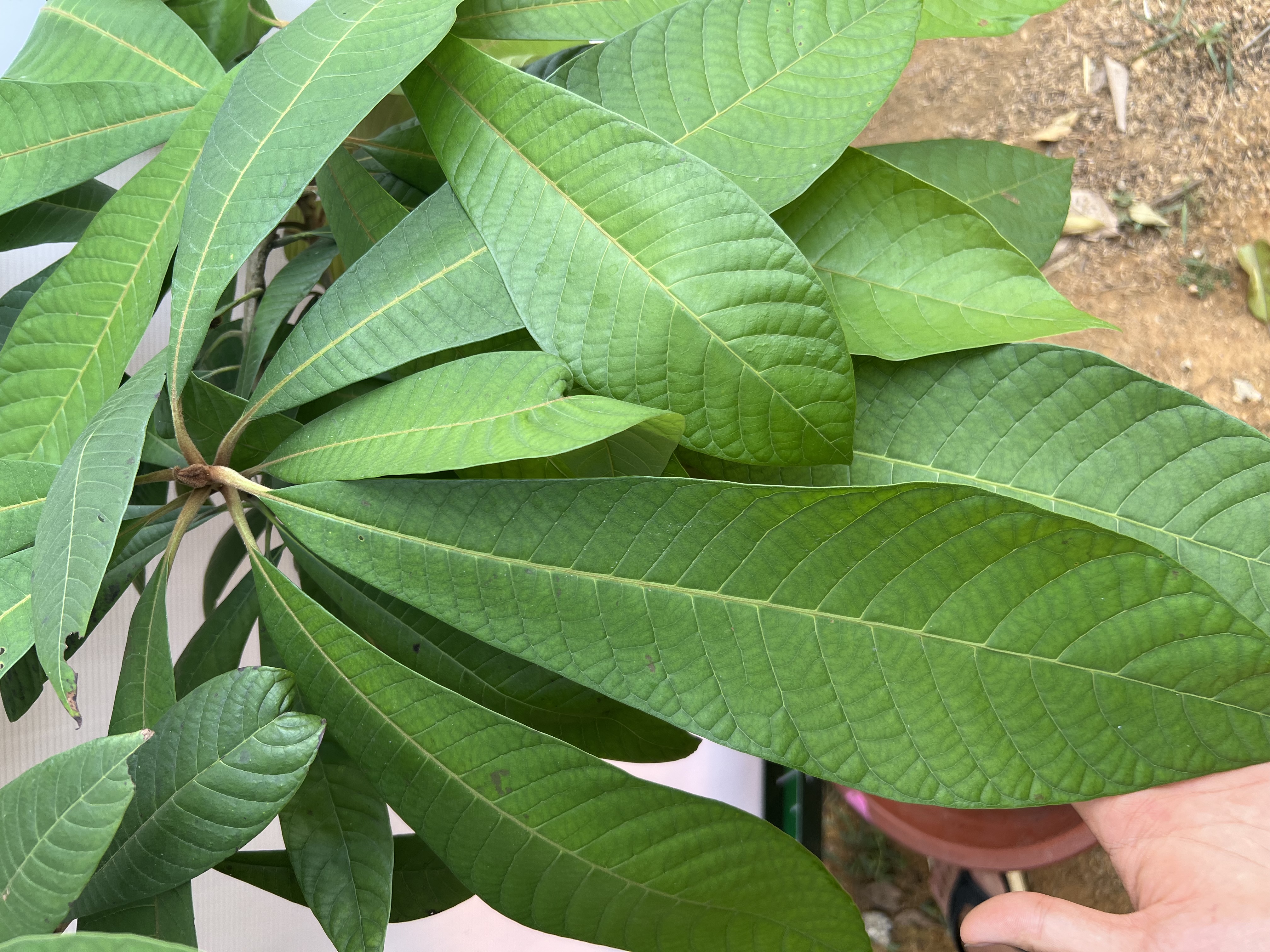 Hồng xiêm ruột đỏ cao 1.2-1.5m PT171 CALATA_thumbnail_3