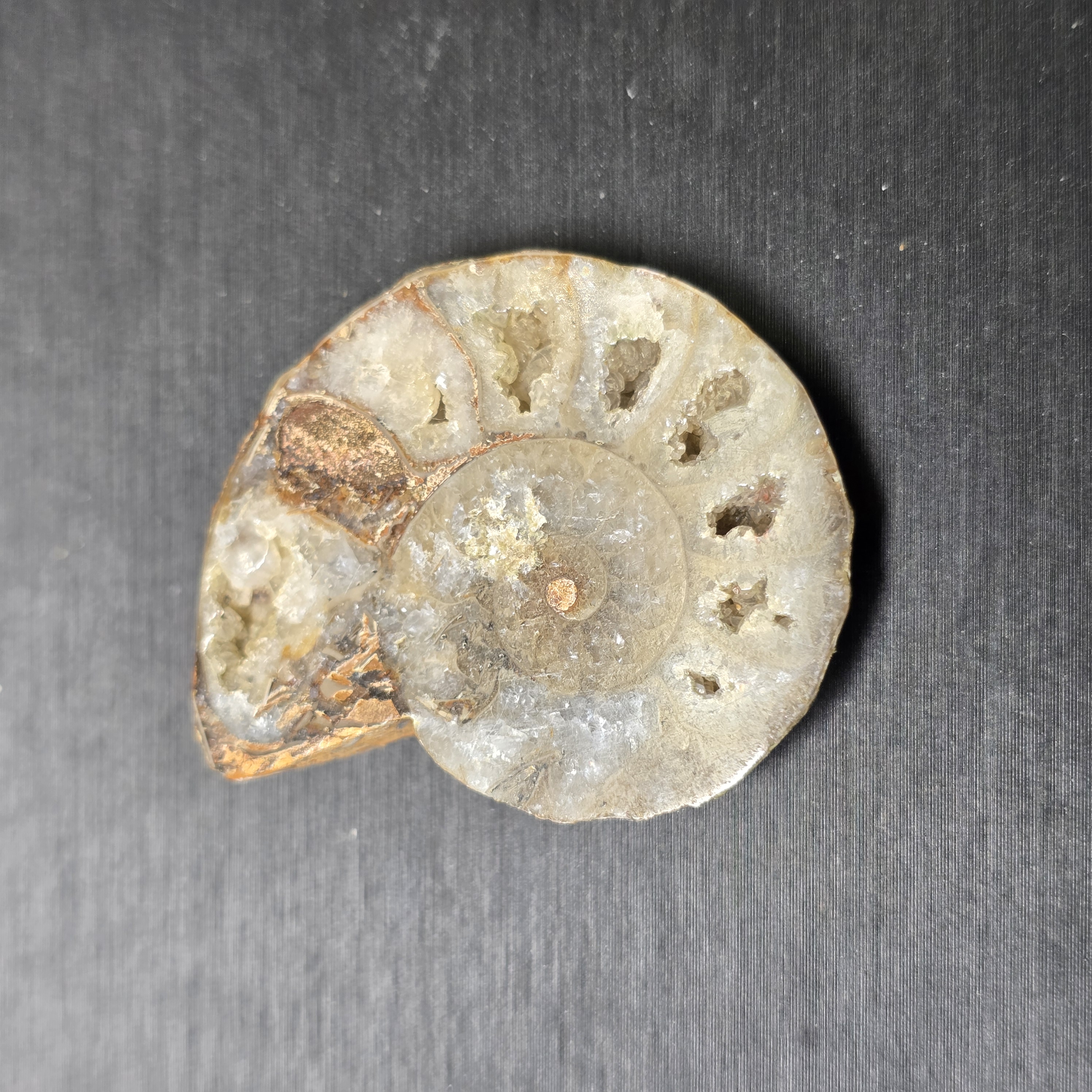 Hóa thạch Cleoniceras (Ammonite) – Kỷ Phấn Trắng - 1 CON CHIA 2 NỬA_thumbnail_2
