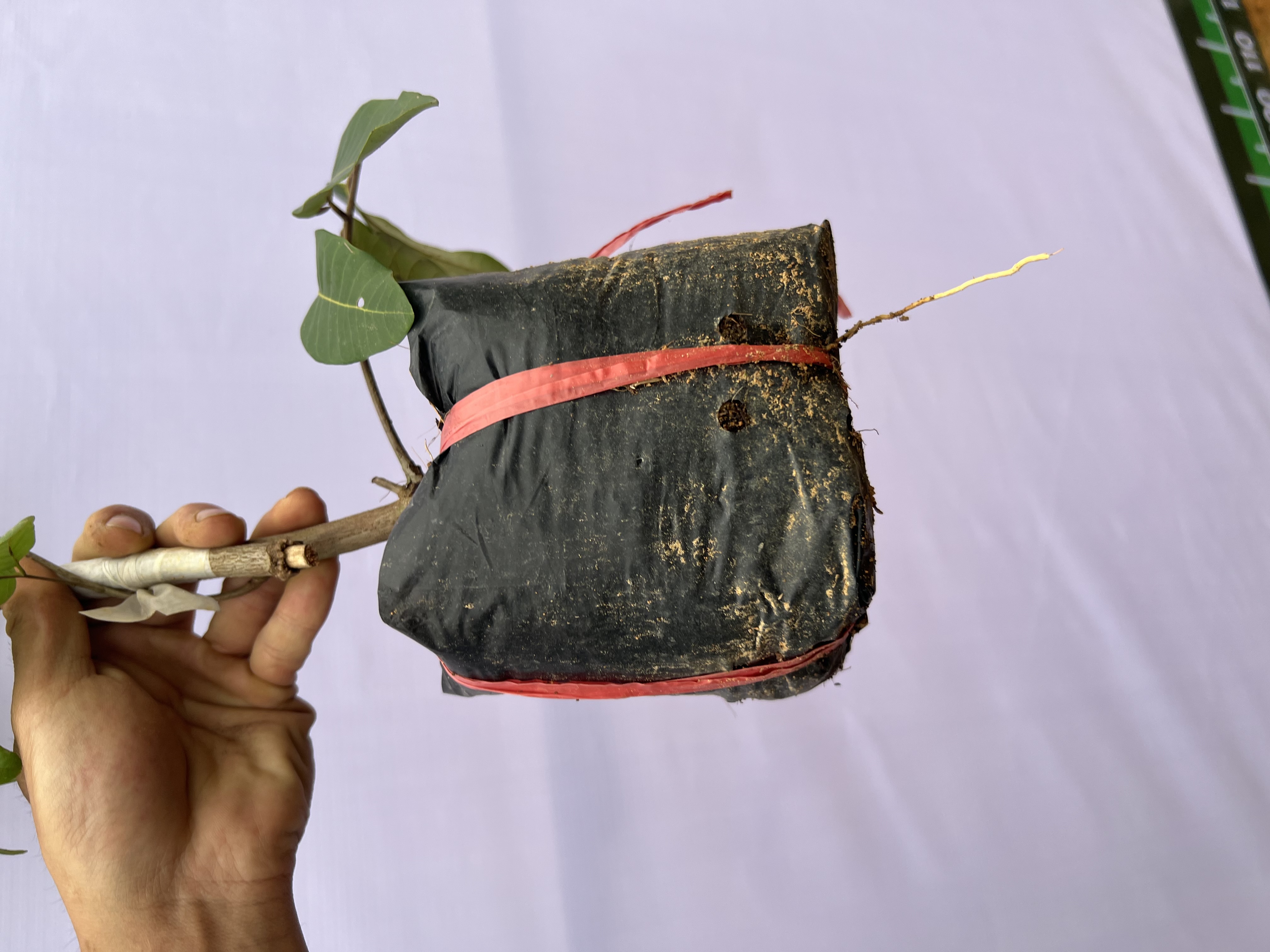 Nhãn bắp cải (thanh nhãn) cao 50-60cm PT52 CALATA_thumbnail_1
