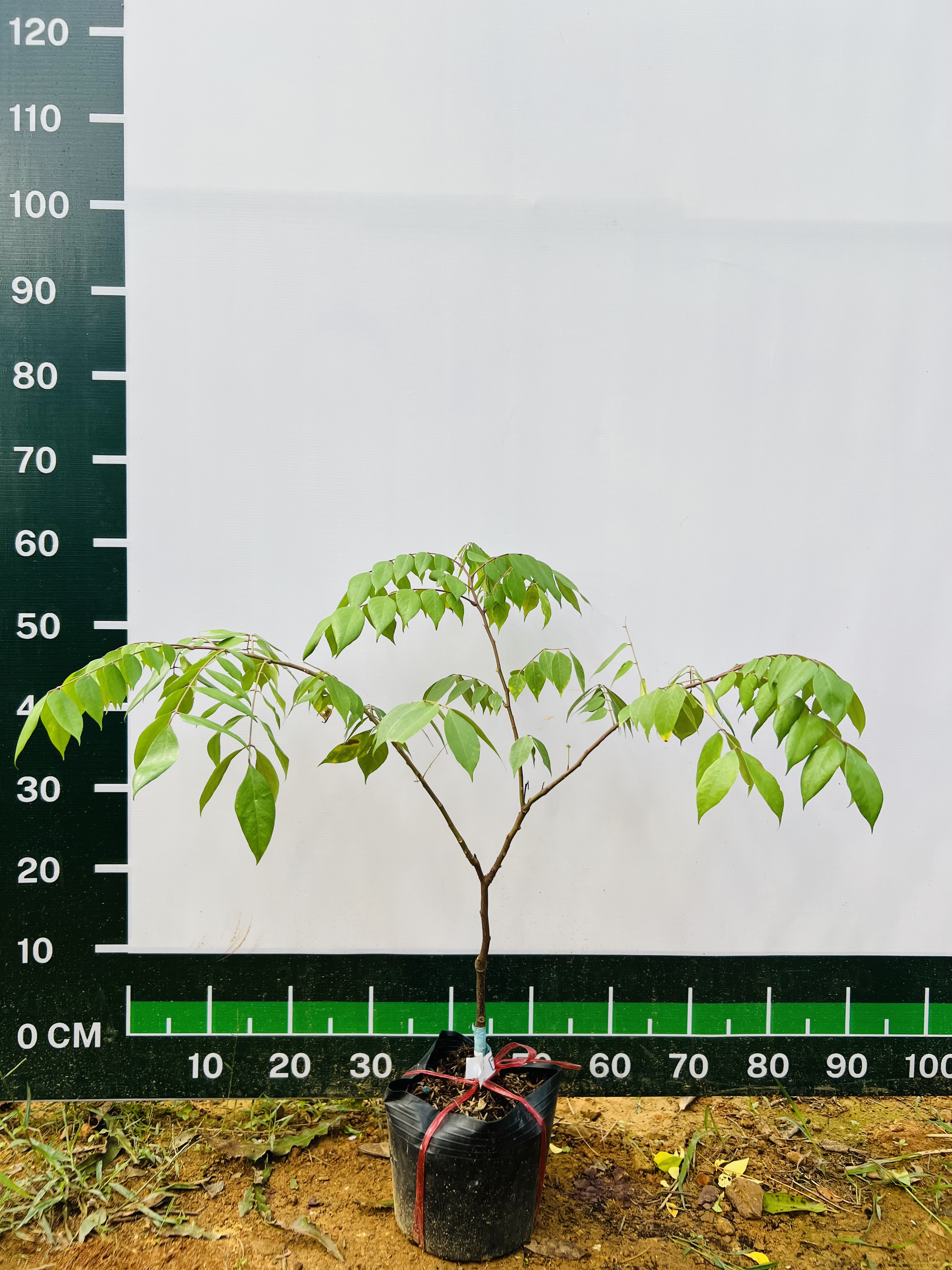 Khế ngọt cao 30-40cm PT39 CALATA