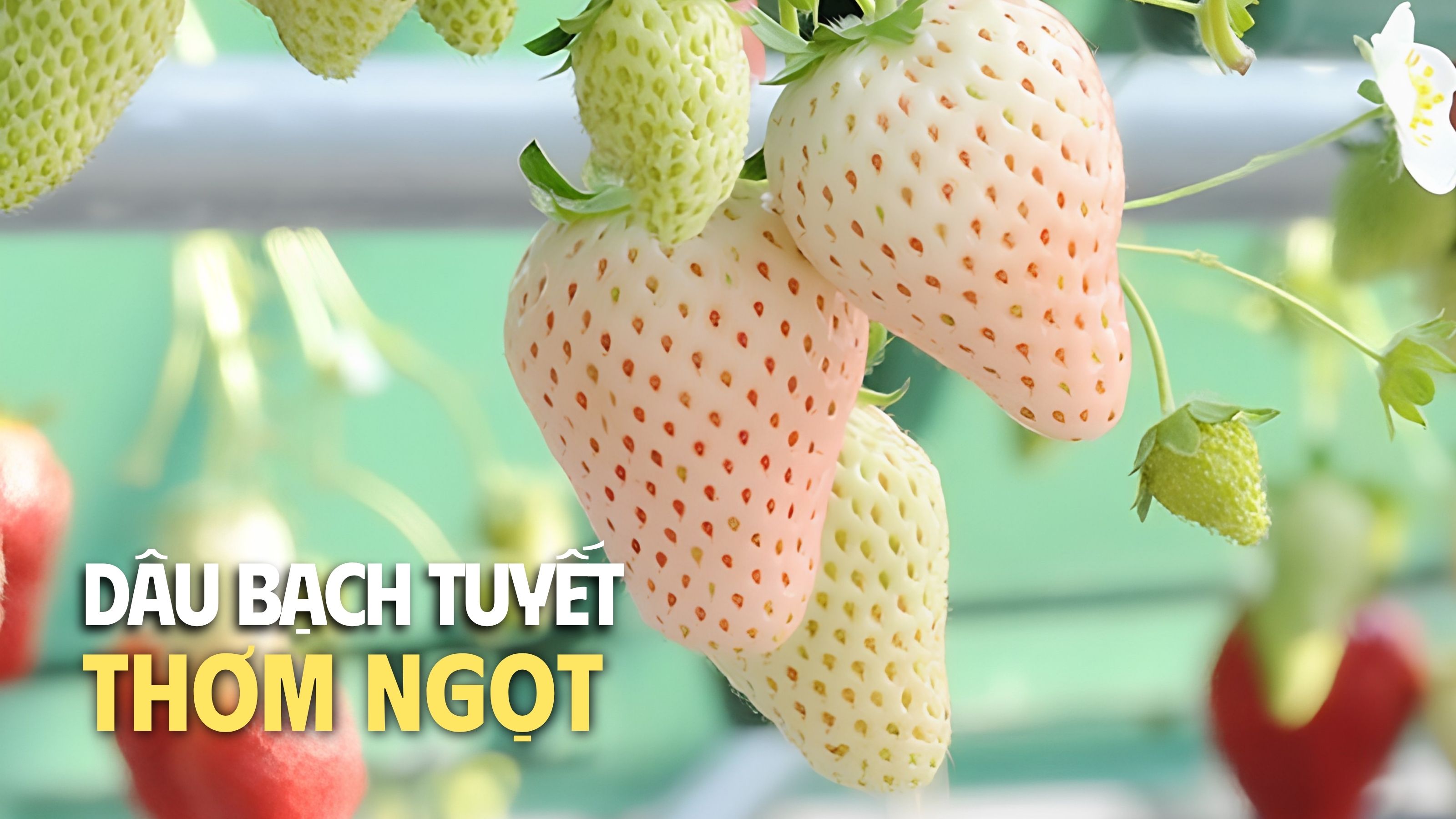 lợi ích khi mua dâu bạch tuyết 