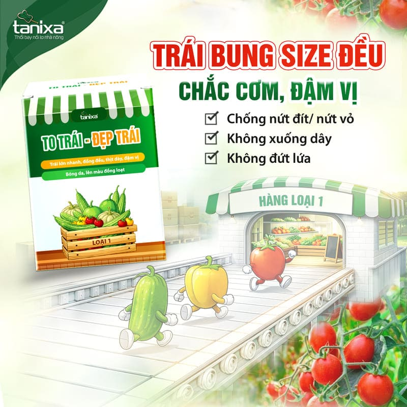 Bộ chuyên to trái - Đẹp trái Tanixa (KM)_thumbnail_1