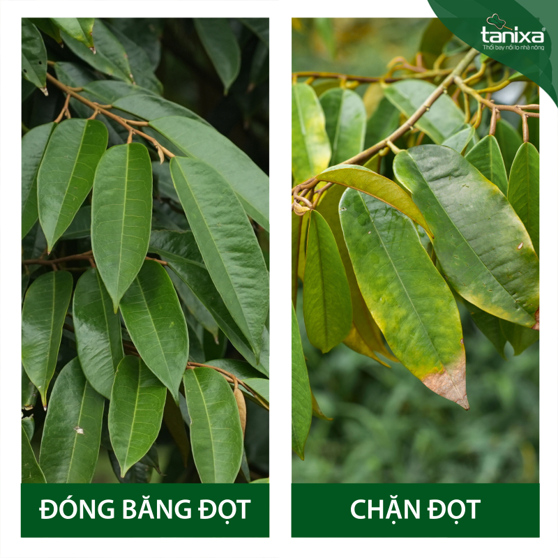Bộ đóng băng đọt_thumbnail_12