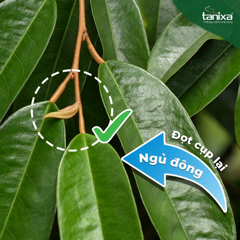 Bộ đóng băng đọt_thumbnail_7