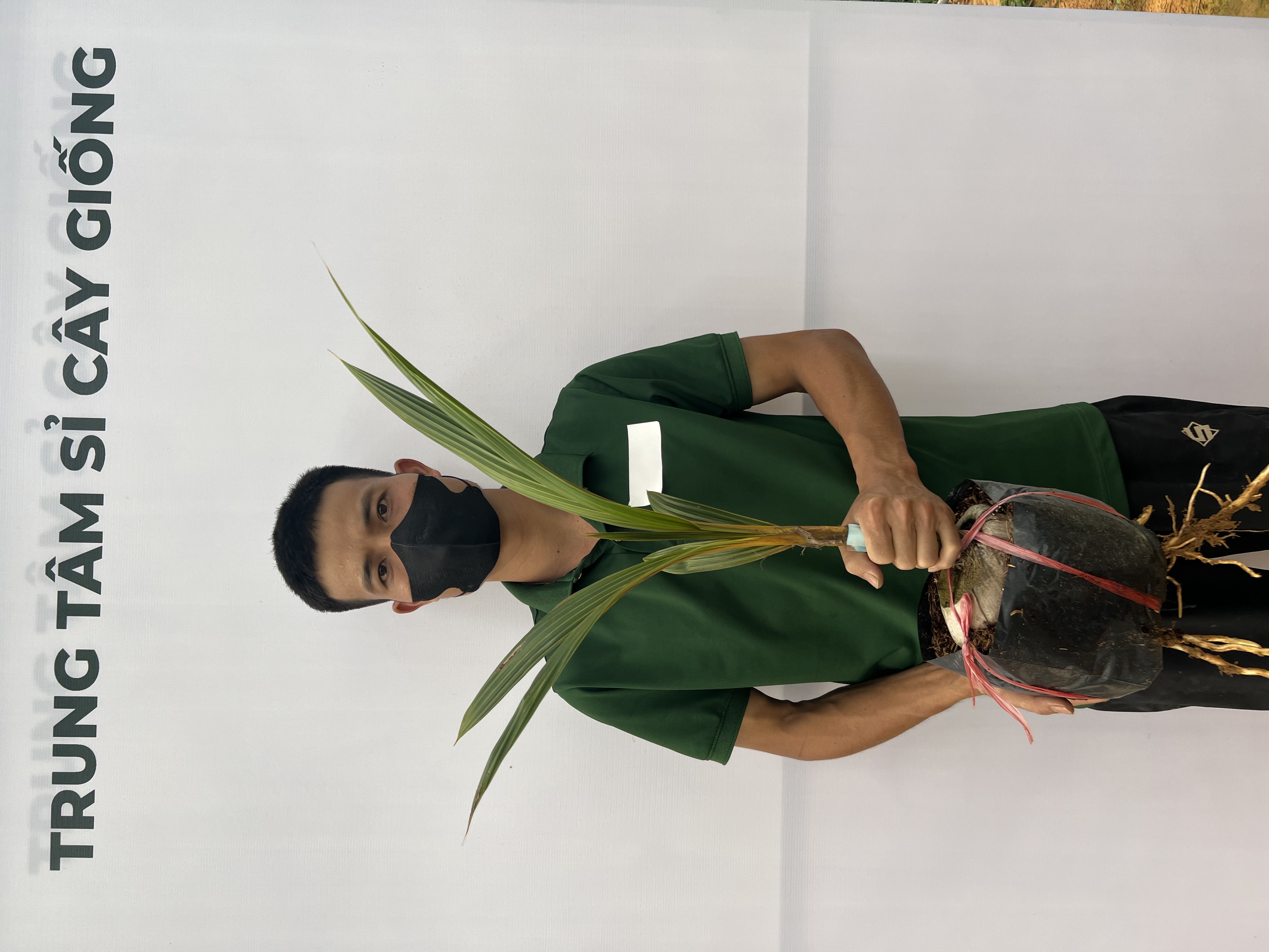 Dừa xiêm đỏ Mã Lai cao 20-30cm PT24 CALATA_thumbnail_1