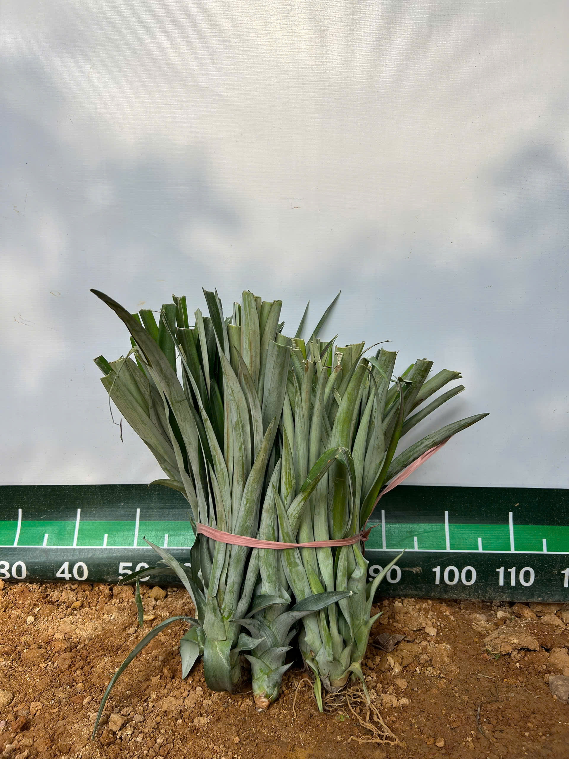 Dứa mật Cayenne cao 25-35cm PT222 CALATA_thumbnail_3