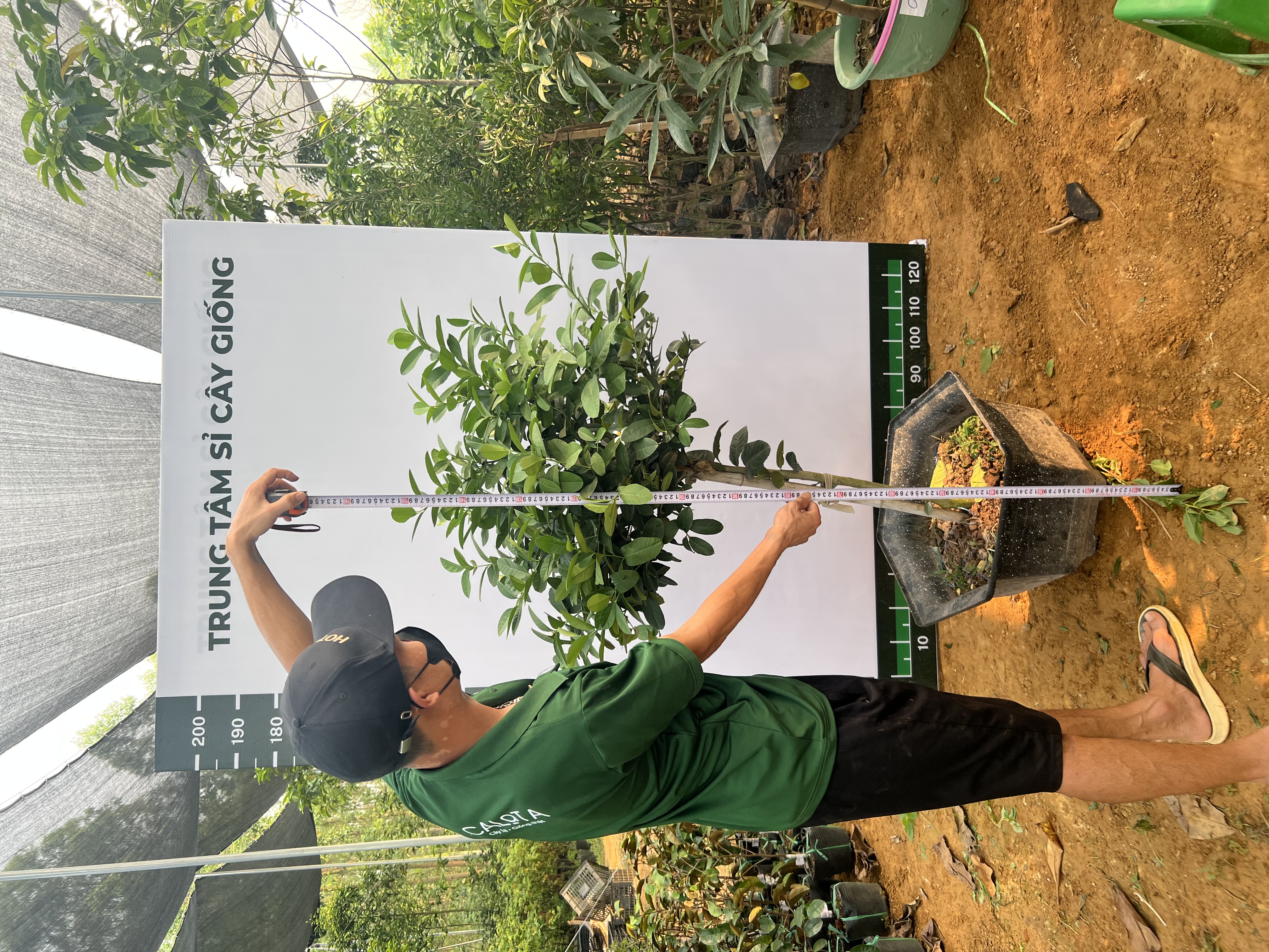 Chanh vàng mỹ cao 1.5-1.8m PT159 CALATA_thumbnail_2