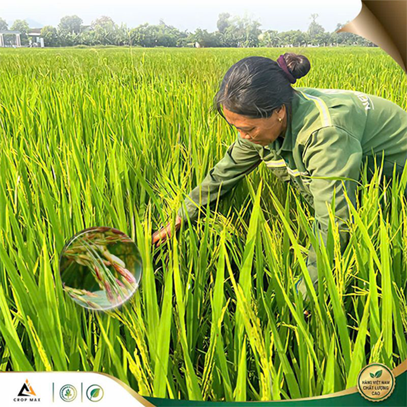 CYAT 525WG – Thuốc trừ bệnh phổ rộng, sạch bệnh nhanh, phục hồi cây mạnh_thumbnail_5