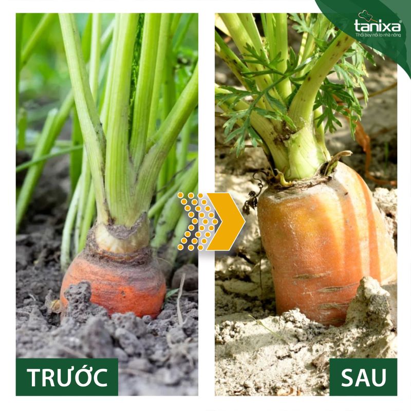 Bộ vô bột- chắc củ Tanixa_thumbnail_6
