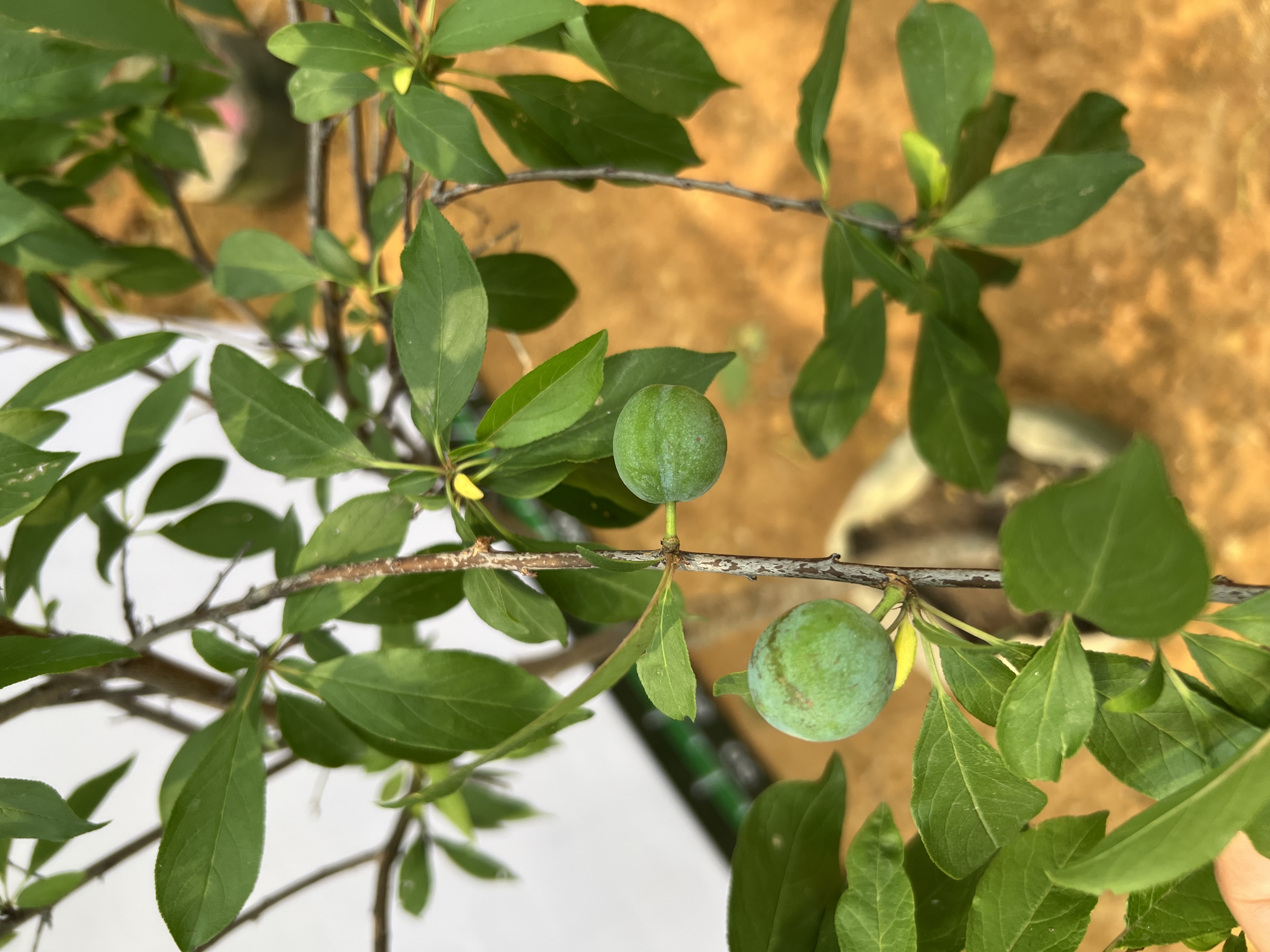 Mận tím quả to cao 1.3-1.5m PT168 CALATA_thumbnail_3