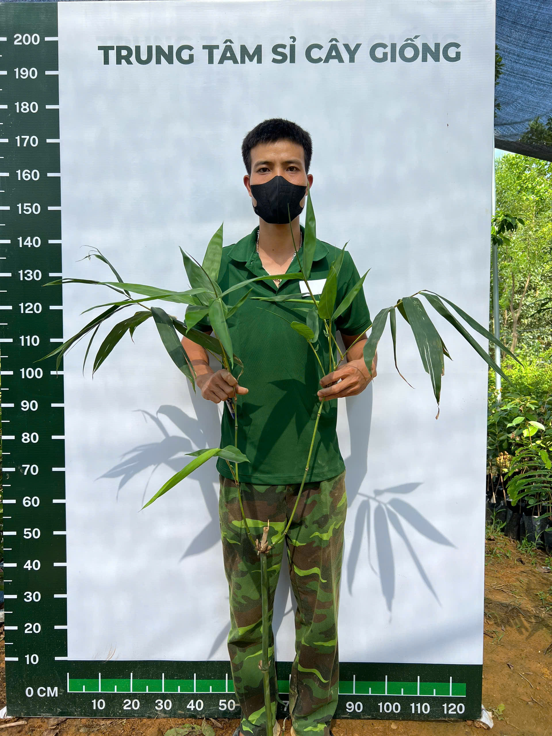 [SIÊU SALE] Tre tứ quý lấy măng cao 1m PT11 CALATA_thumbnail_1