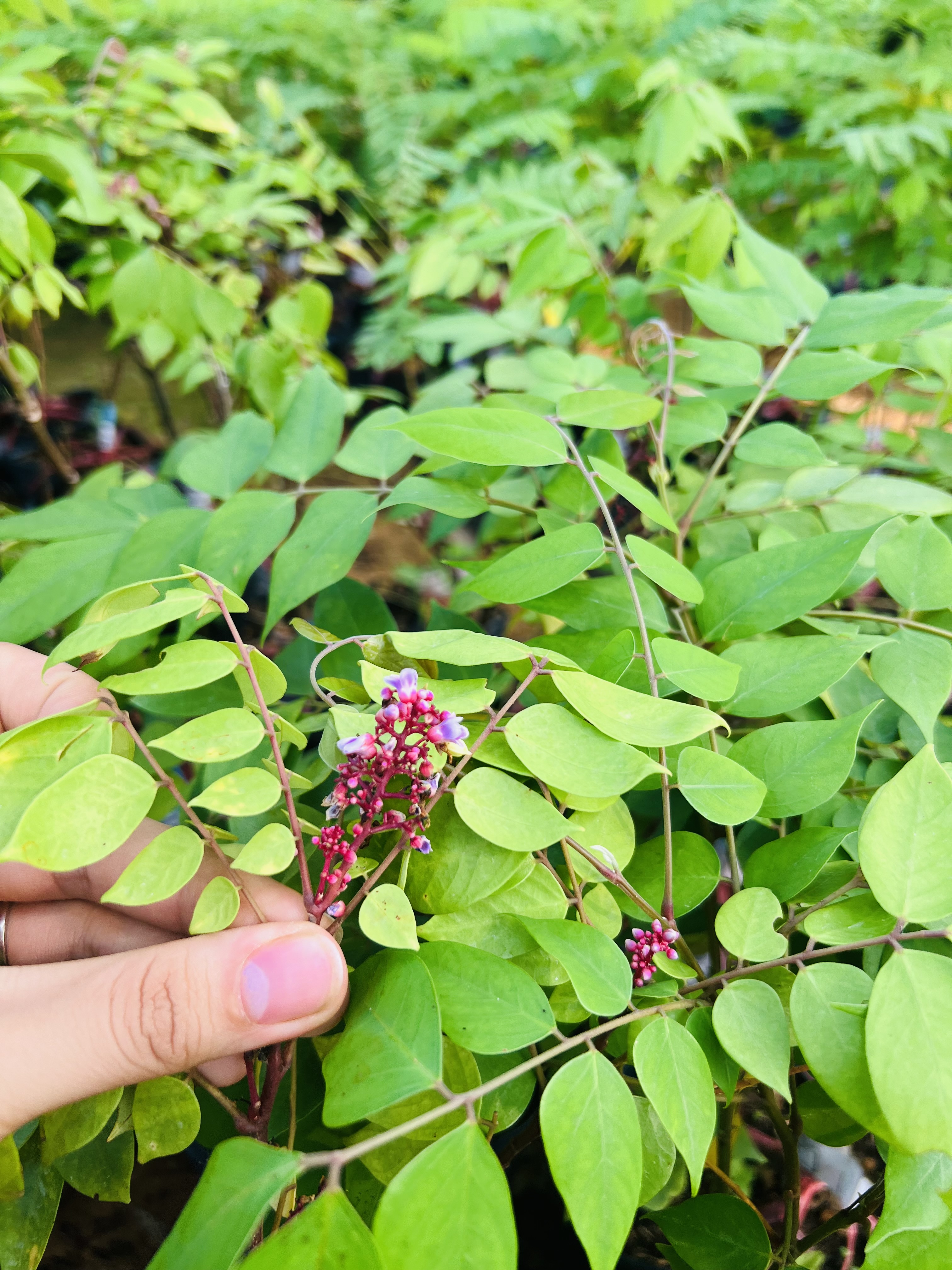 Khế ngọt cao 30-40cm PT39 CALATA_thumbnail_5