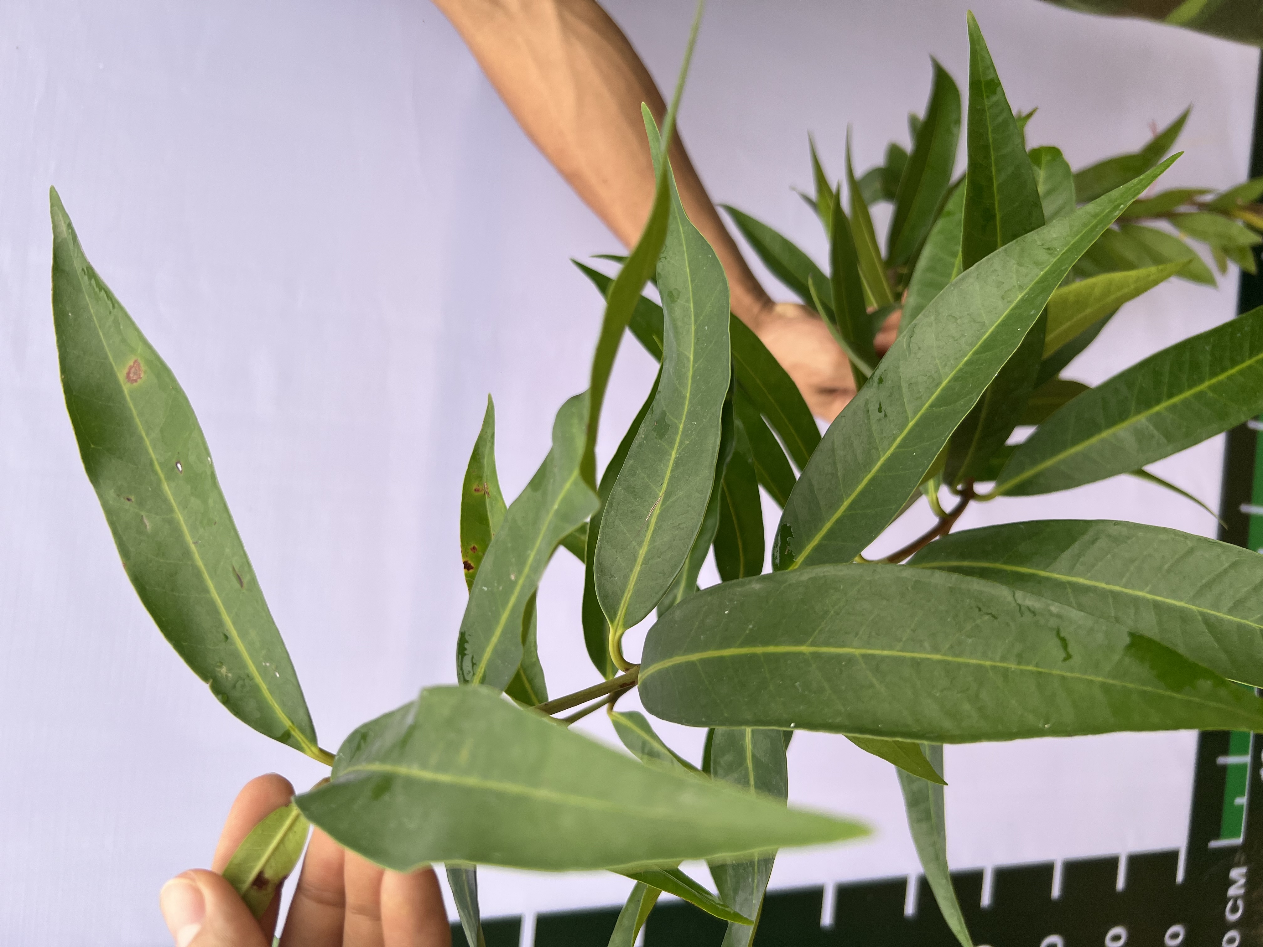 [SIÊU SALE] Mận lý cao 40-60cm PT49 CALATA_thumbnail_2