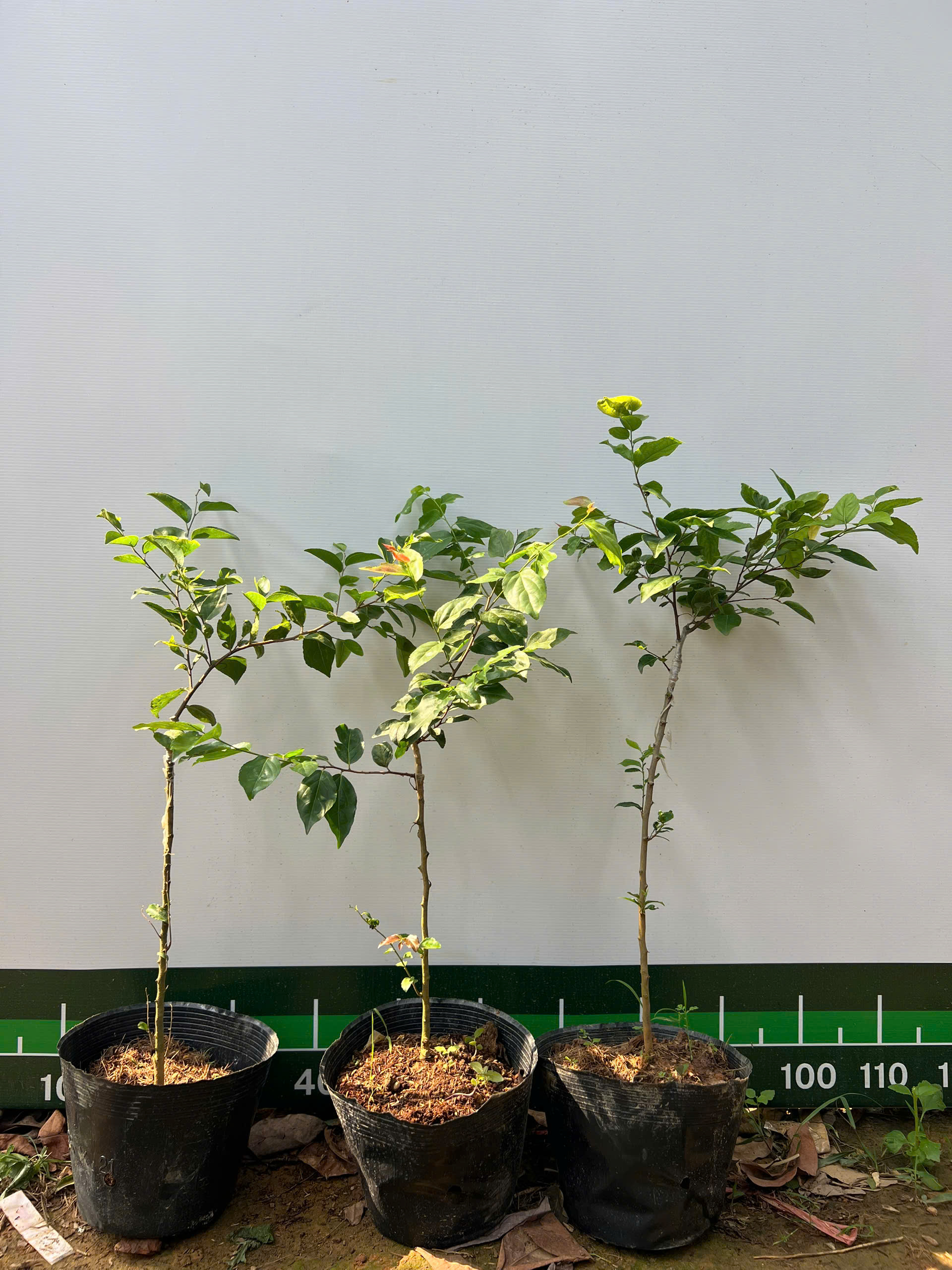 Hồng quân đài loan cây cao 60-80cm HQDL-01 CALATA