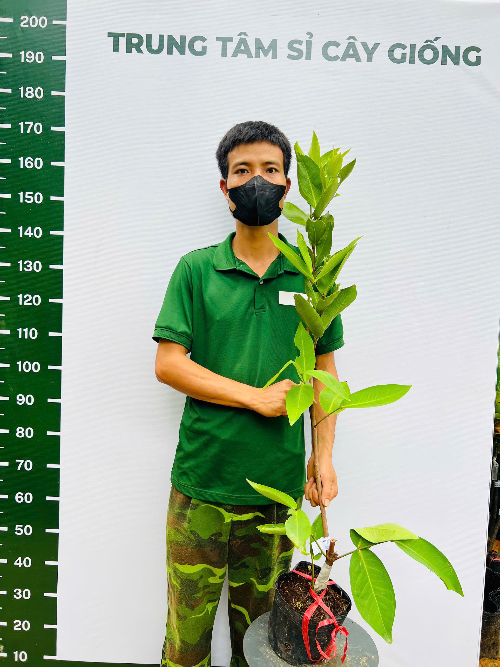 [SIÊU SALE] Mận An Phước cao 1-1,2m PT246 CALATA_thumbnail_1