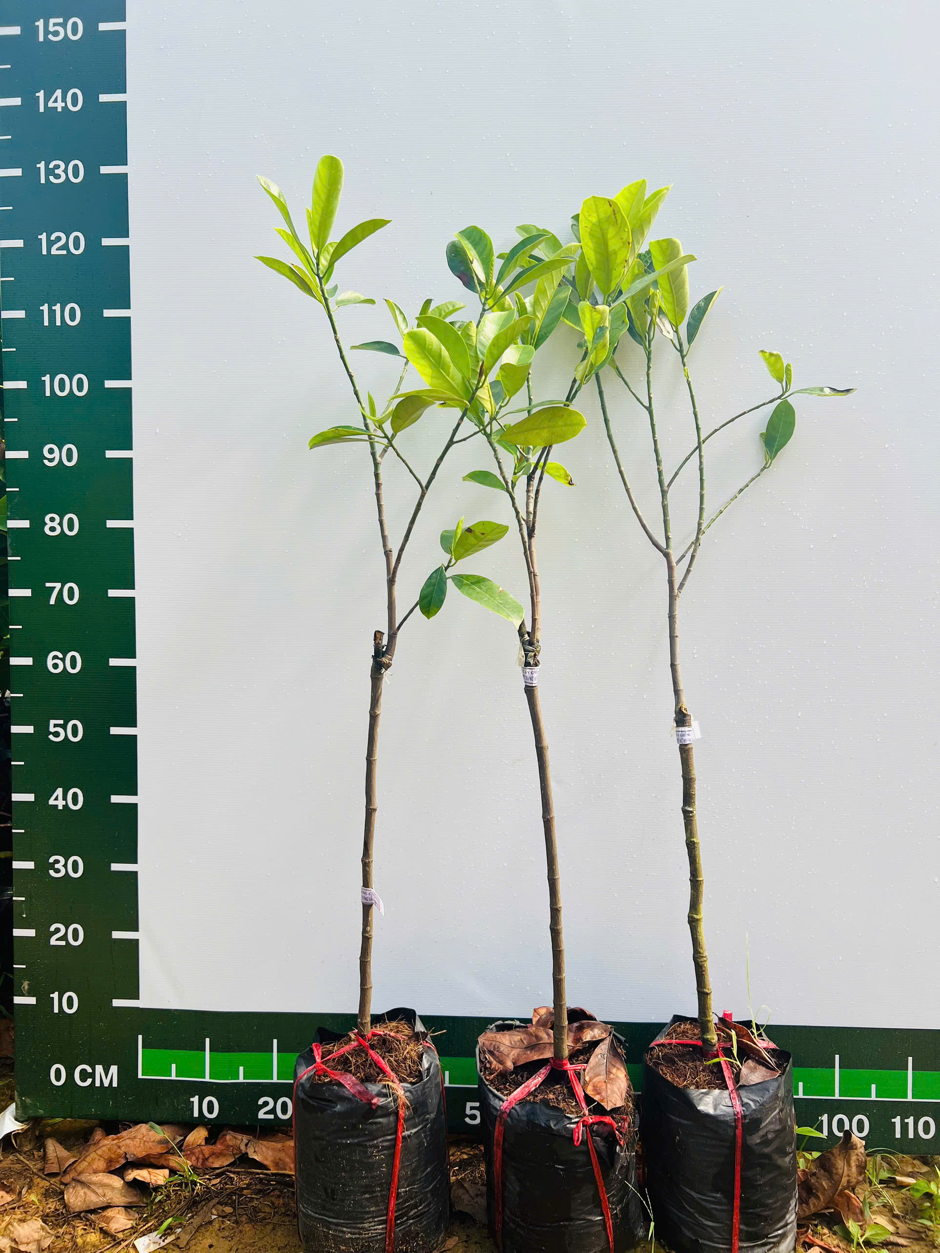 Mít tố nữ cao 1-1,5m PT88 CALATA_thumbnail_5