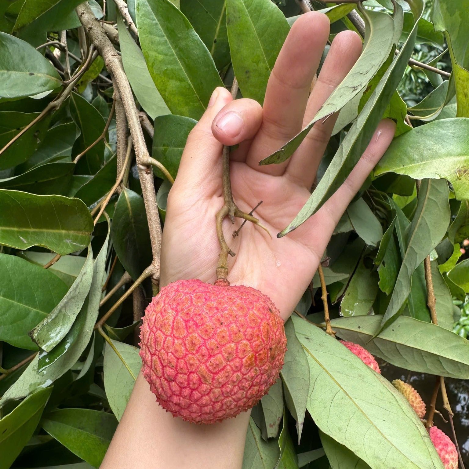 Vải Trứng Phù Cừ Hưng Yên_thumbnail_3