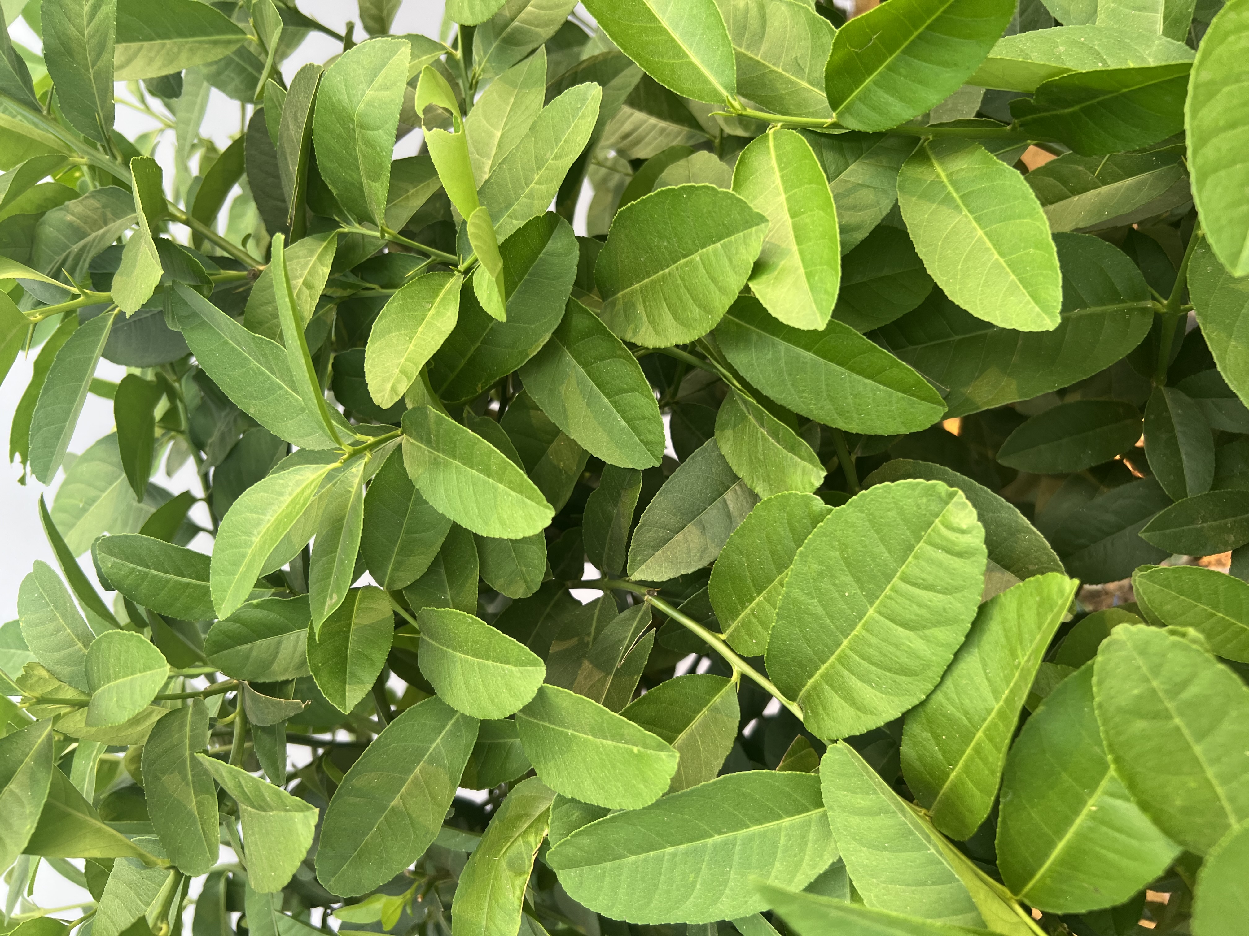 Chanh vàng mỹ cao 1.5-1.8m PT159 CALATA_thumbnail_4