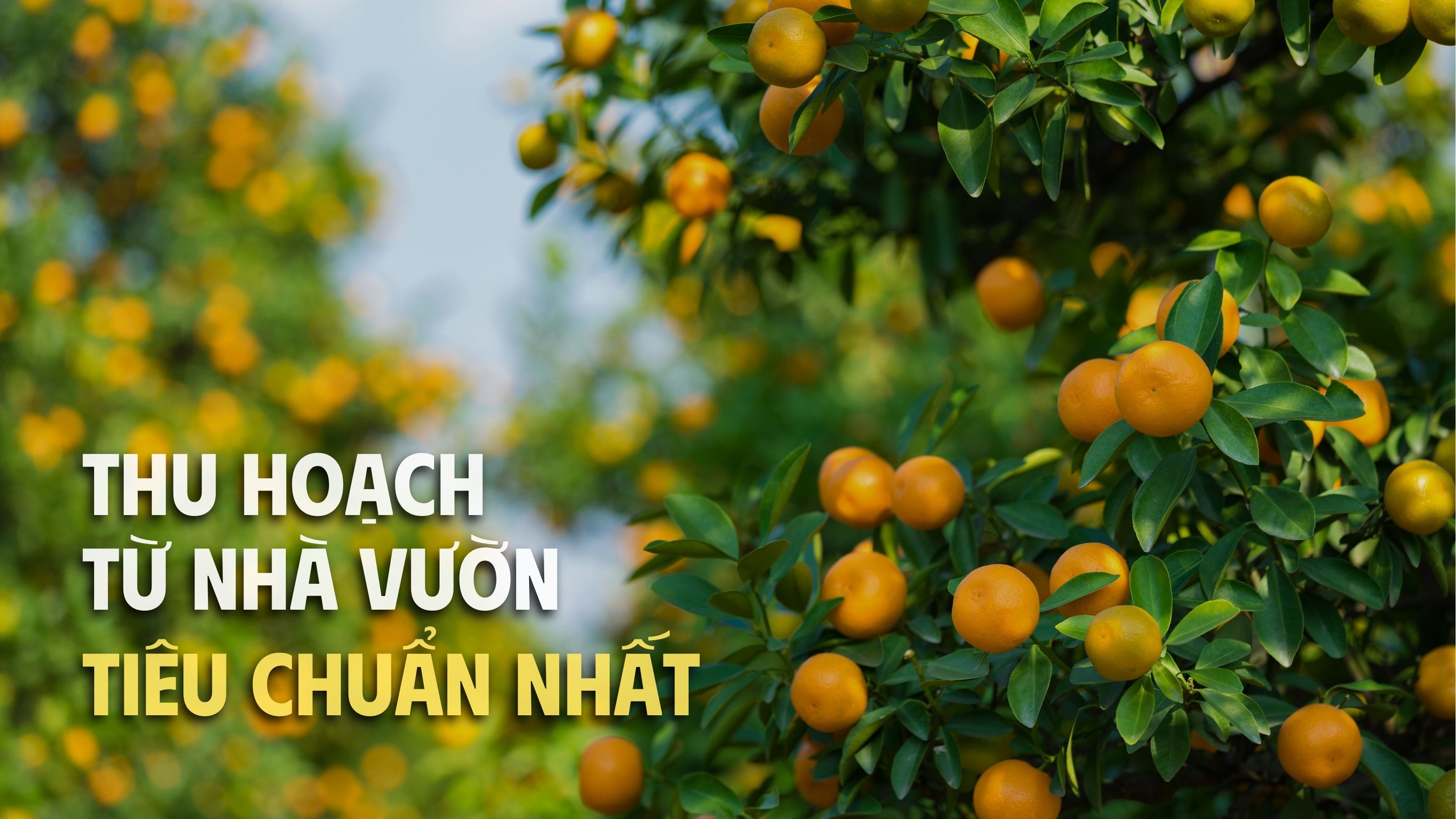 cam sành Tu Farm 