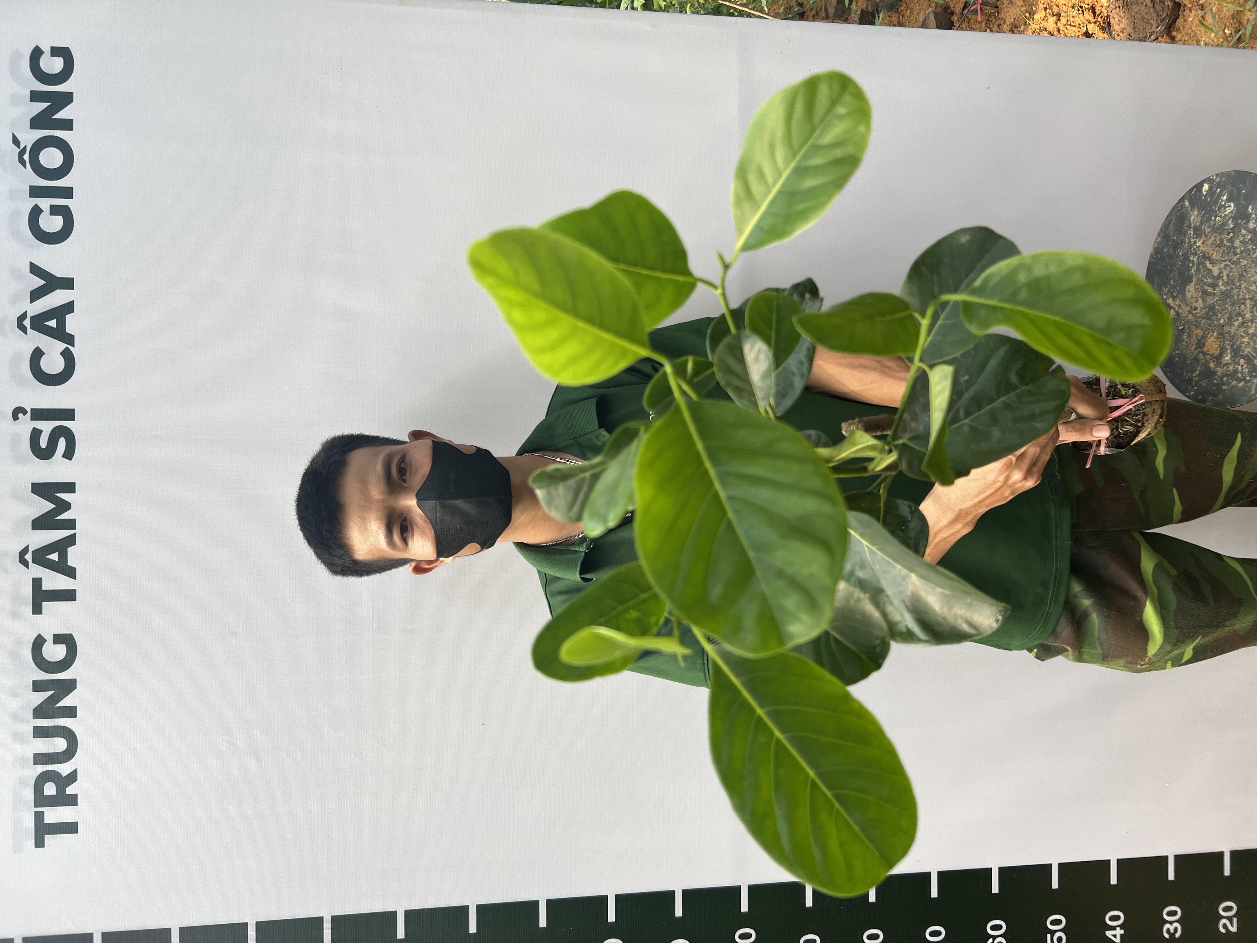 [SIÊU SALE] Mít Indo ruột đỏ sơ vàng cao 40-55cm PT38 CALATA_thumbnail_5