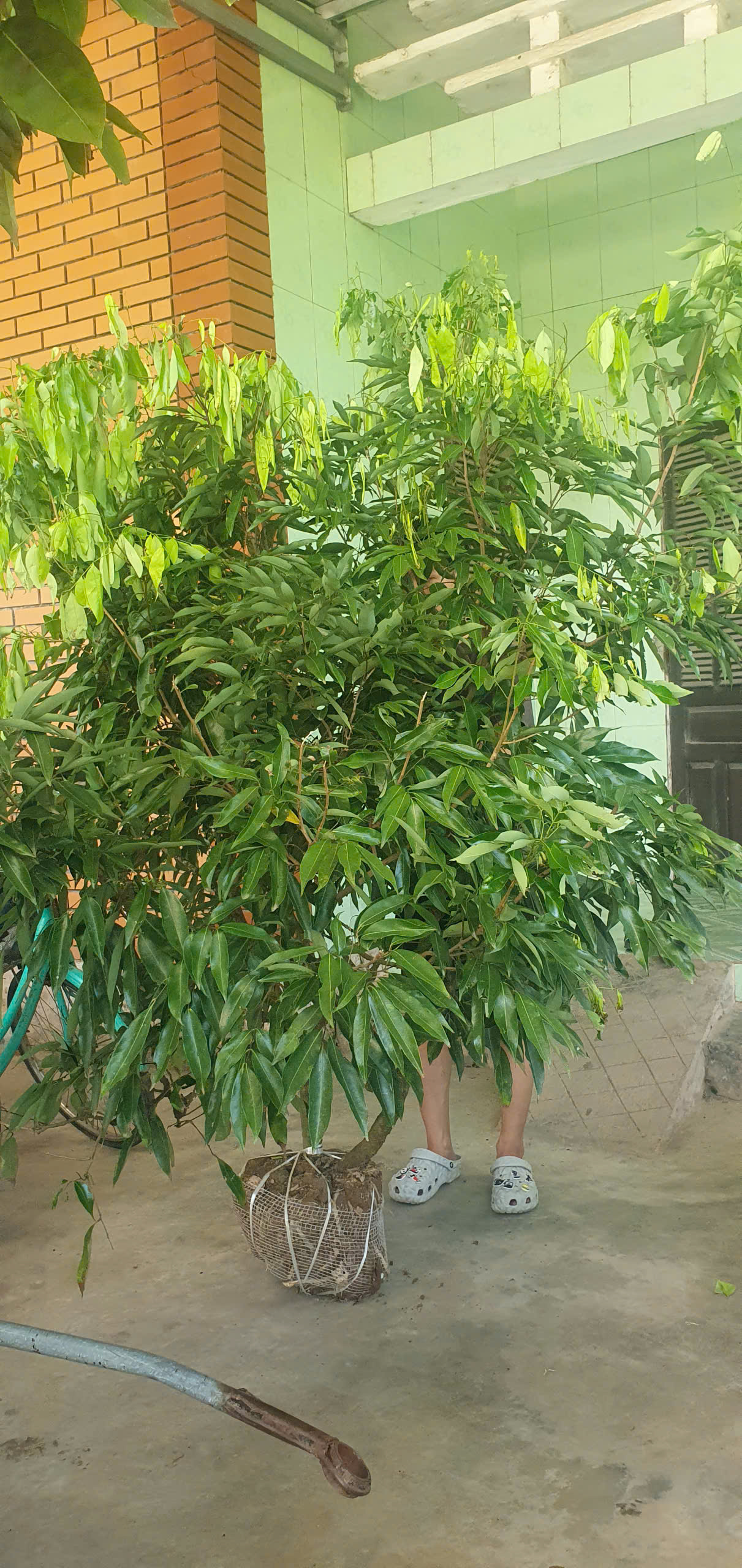 Vải thanh hà cao 1,6-2m PT273 CALATA