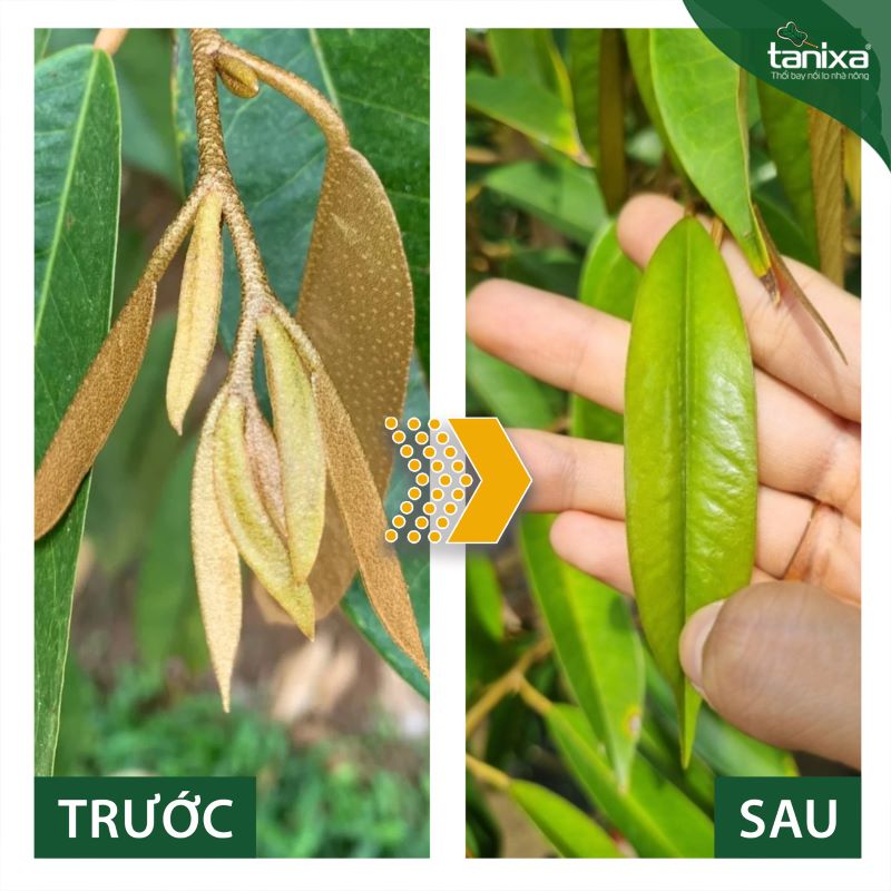 Bộ mở lá - So cơi Tanixa_thumbnail_5