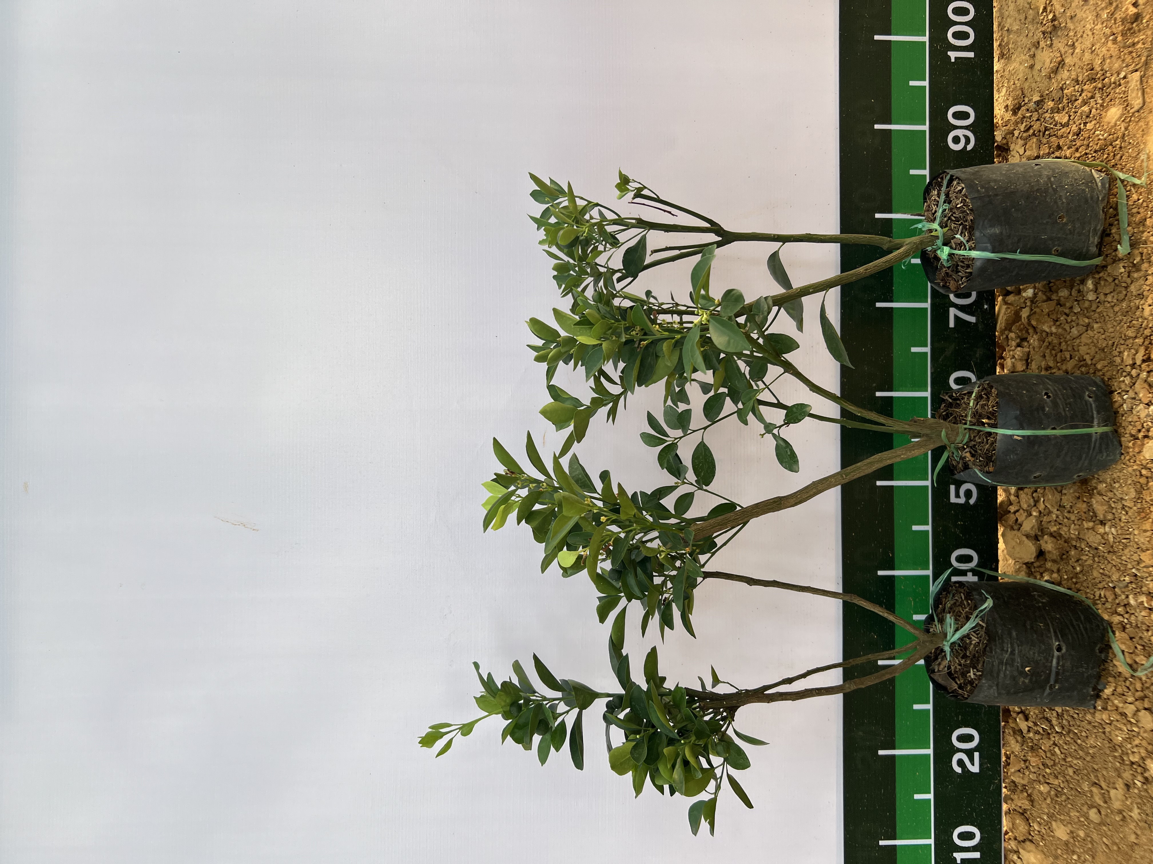 Tắc bánh xe cao 35-40cm PT40 CALATA_thumbnail_6