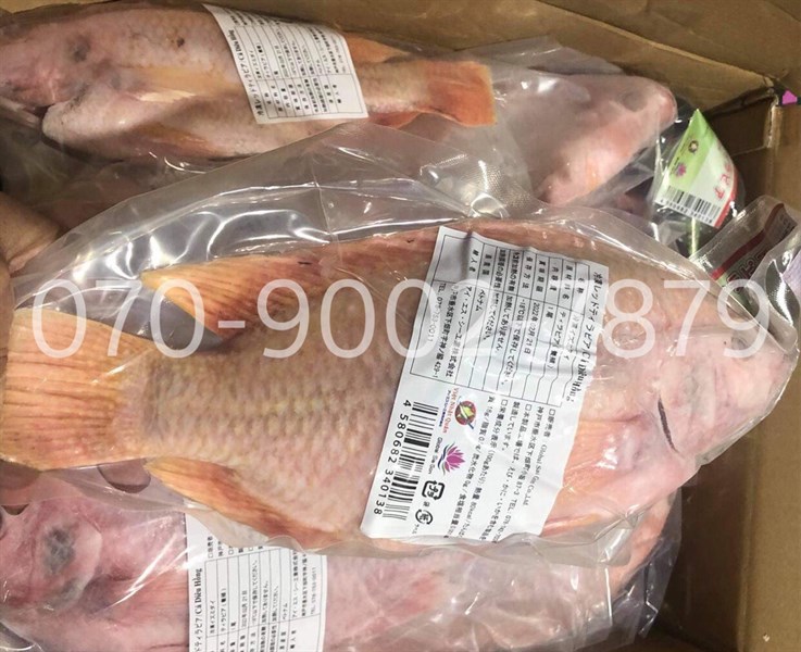 Cá diêu hồng | kg