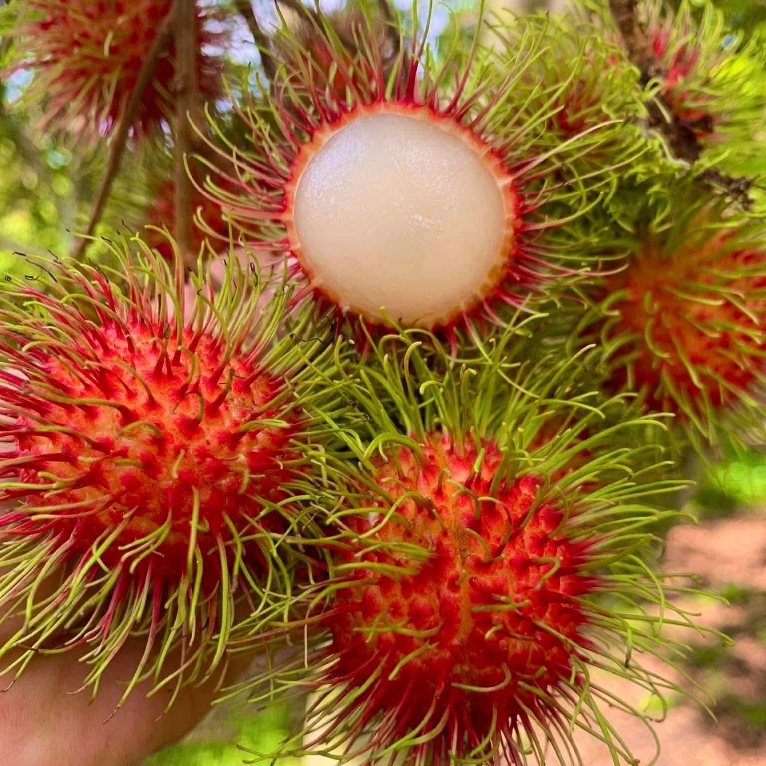 Chôm Chôm_thumbnail_5