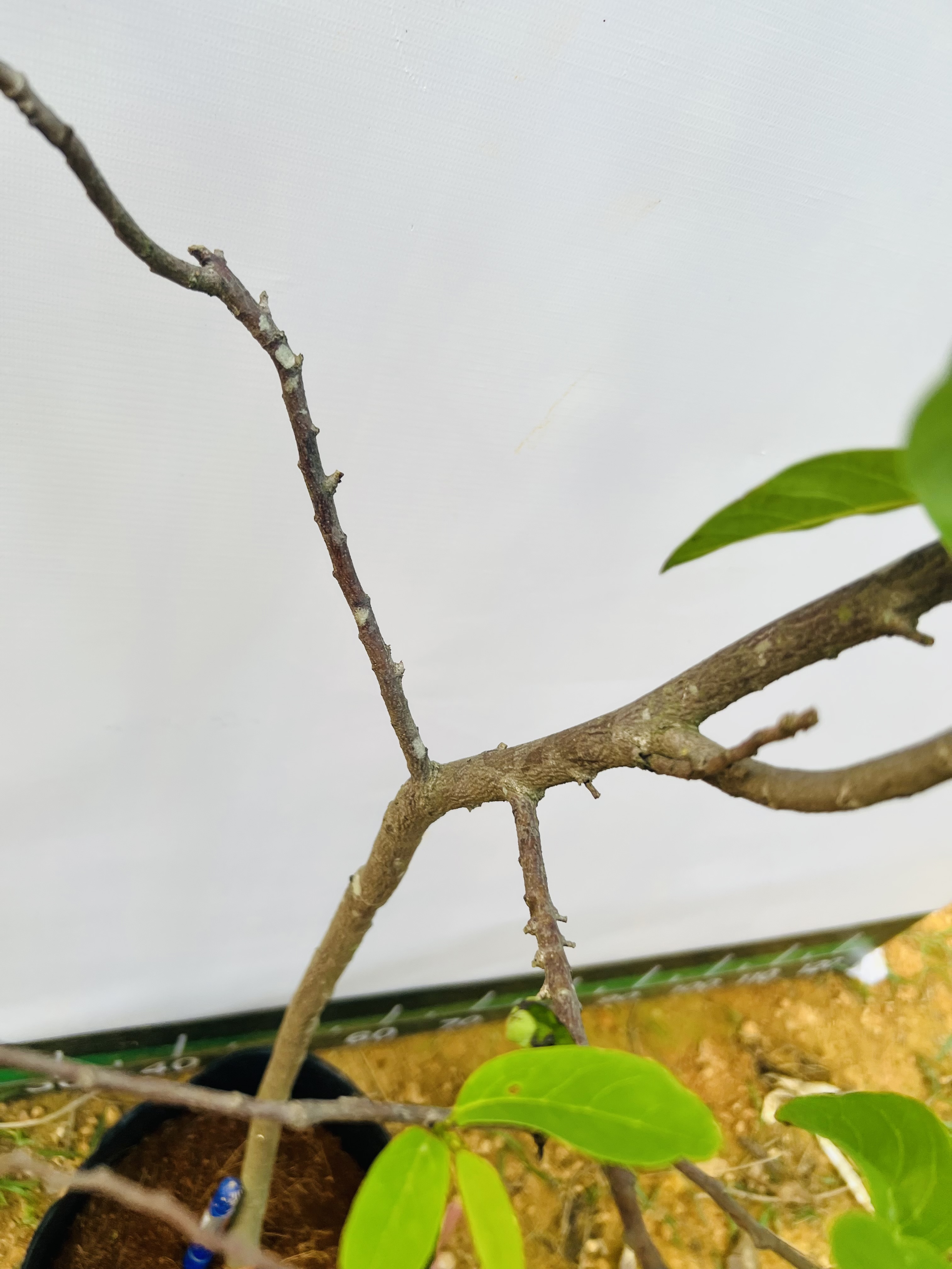 [THANH LÝ] Na dai cao 90-100cm PT89 CALATA_thumbnail_4