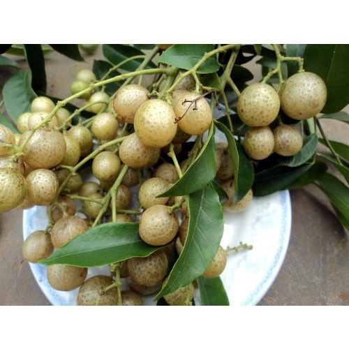 Quả Mắc Mật Tươi Ngâm - Đặc Sản Đông Bắc, Mác Mật, Móc Mật Lạng Sơn, Kho, Nướng Thịt, Cá, Vịt, Muối Măng Ớt_thumbnail_5