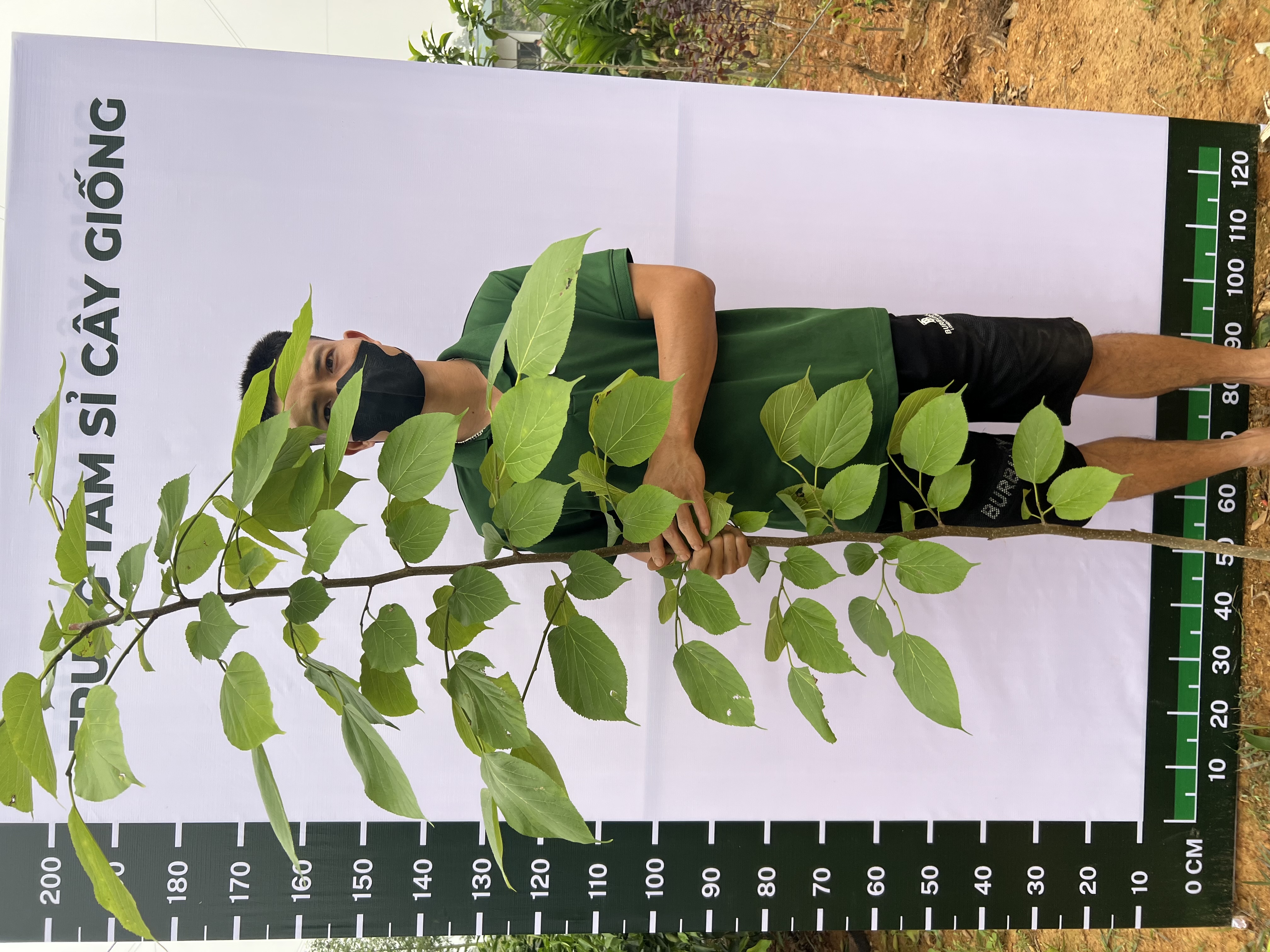 Dâu Đài Loan cao 1-1,5m PT78 CALATA_thumbnail_1