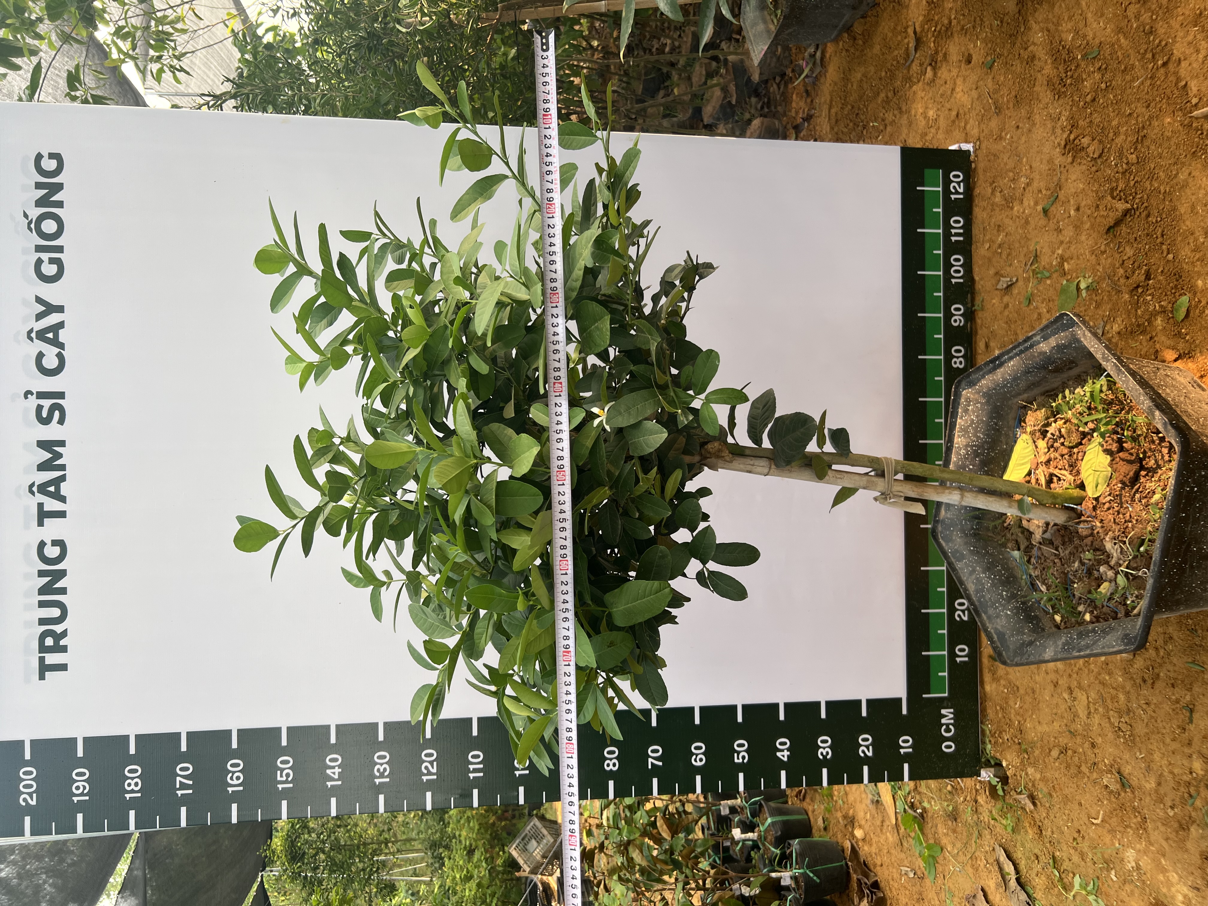 Chanh vàng mỹ cao 1.5-1.8m PT159 CALATA_thumbnail_3