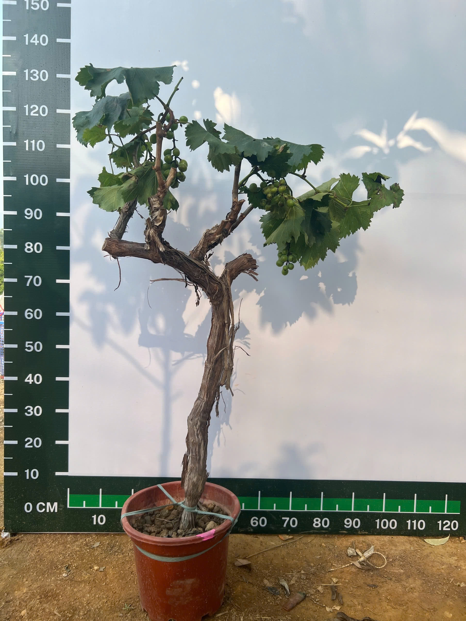 Nho xanh cao 1.3-1.5m PT169 CALATA
