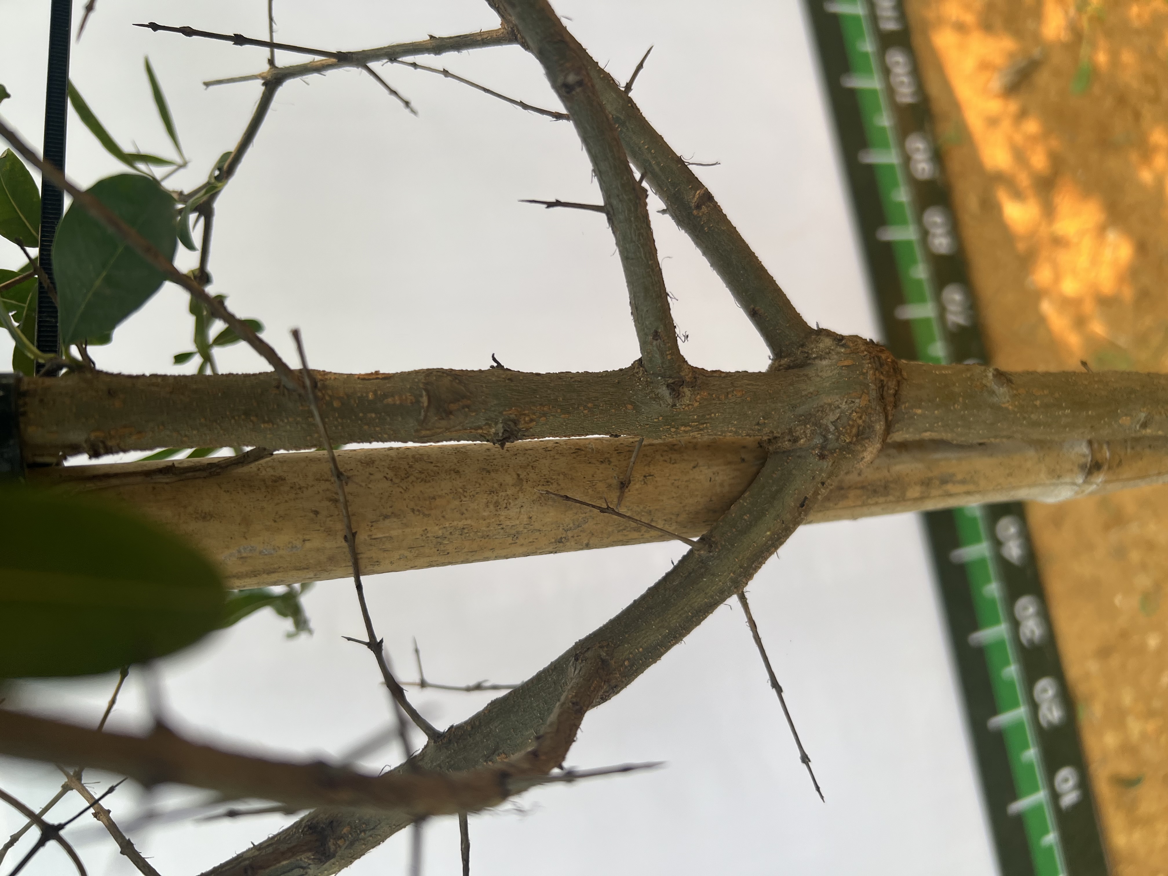 Lựu cao 2-2.2m PT170 CALATA_thumbnail_8